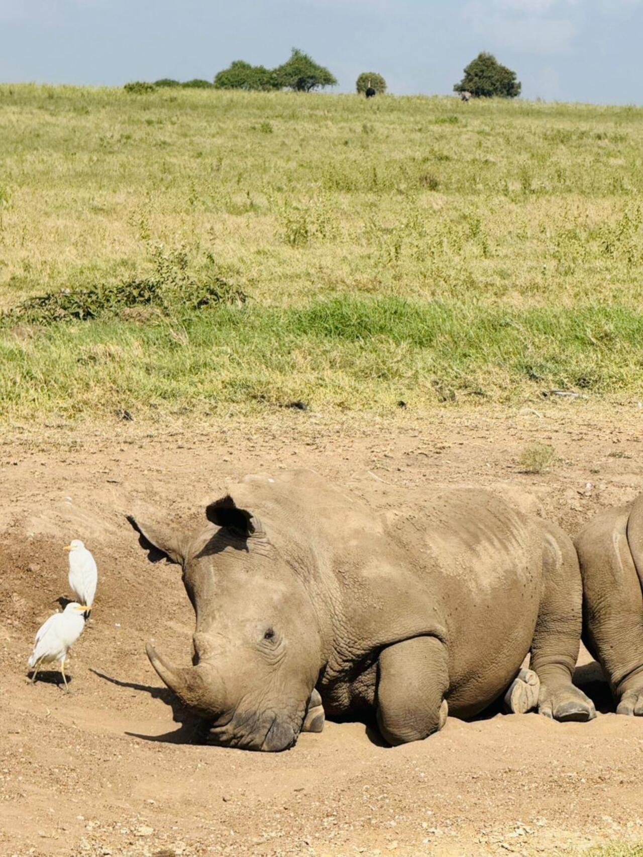 Nairobi National Park 5-Hour 4x4 Wildlife Safari