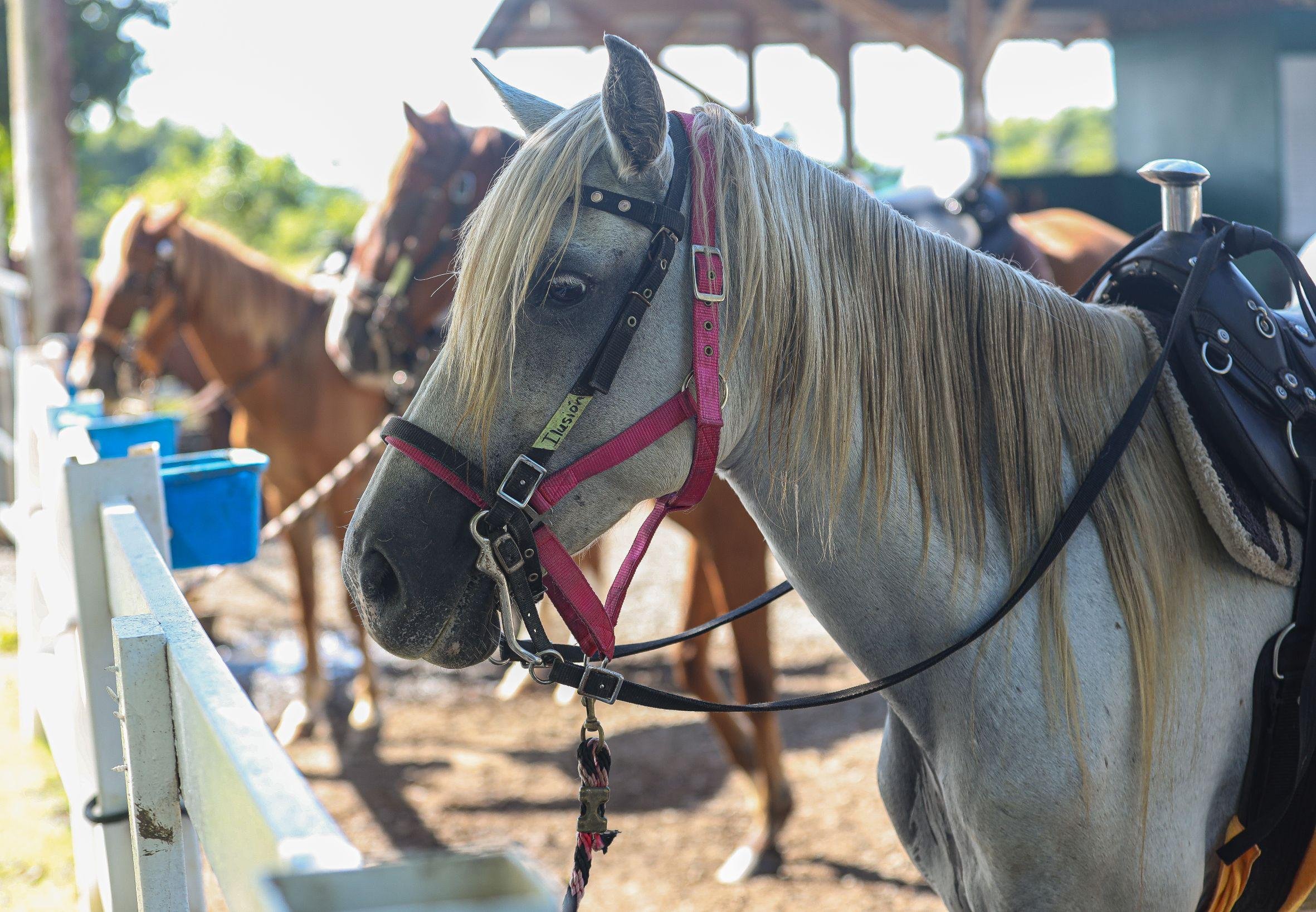 Hacienda Campo Rico: Private Ranch Horseback Adventure