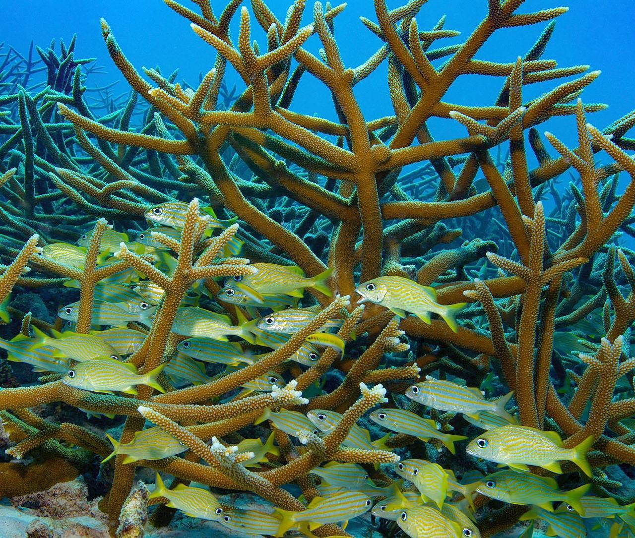 Sharm el-Sheikh: White Island & Ras Mohamed National Park Snorkeling Day Trip