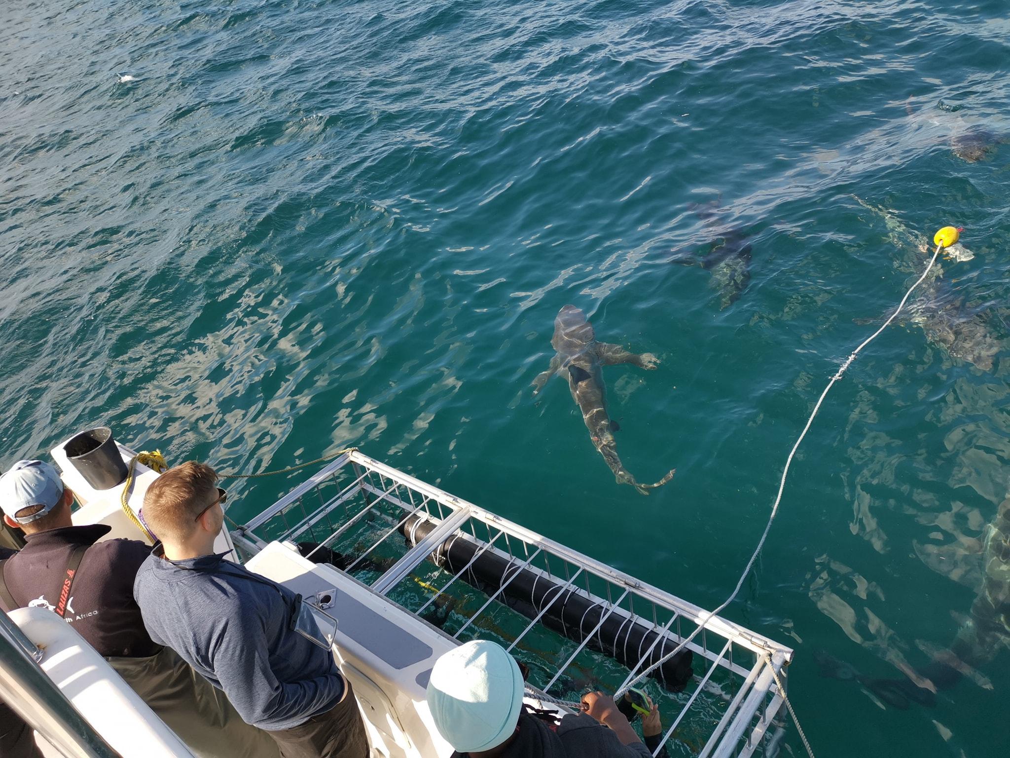 Cape Town Shark Cage Diving Adventure