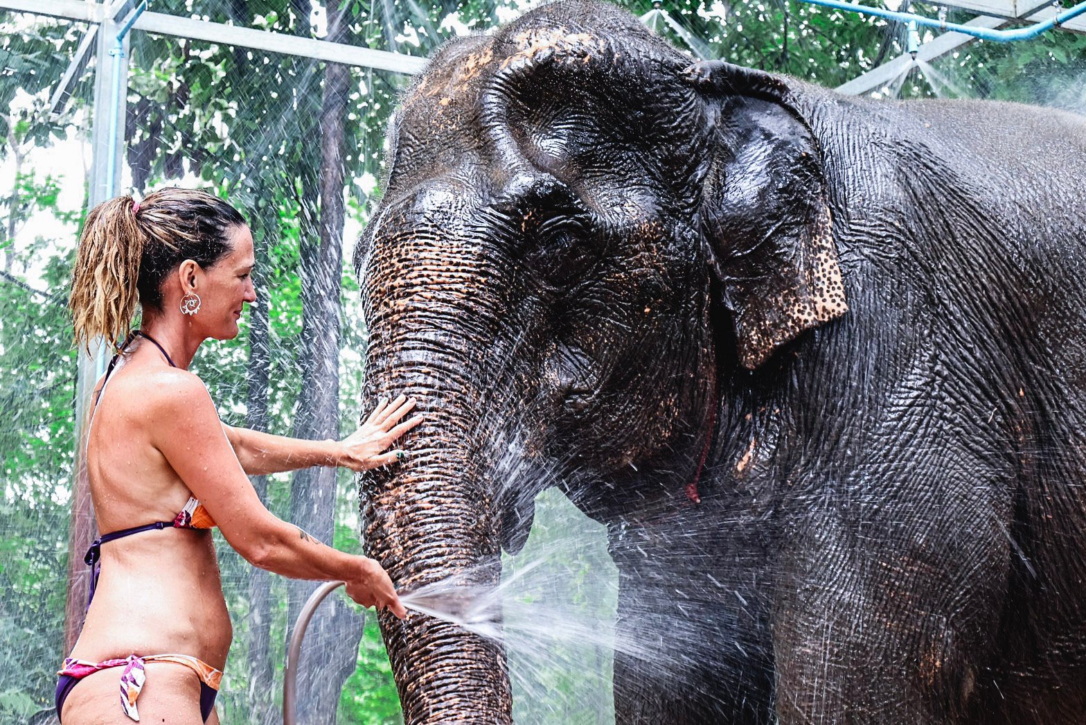 Krabi Elephant Shelter: Bathing & Feeding Experience