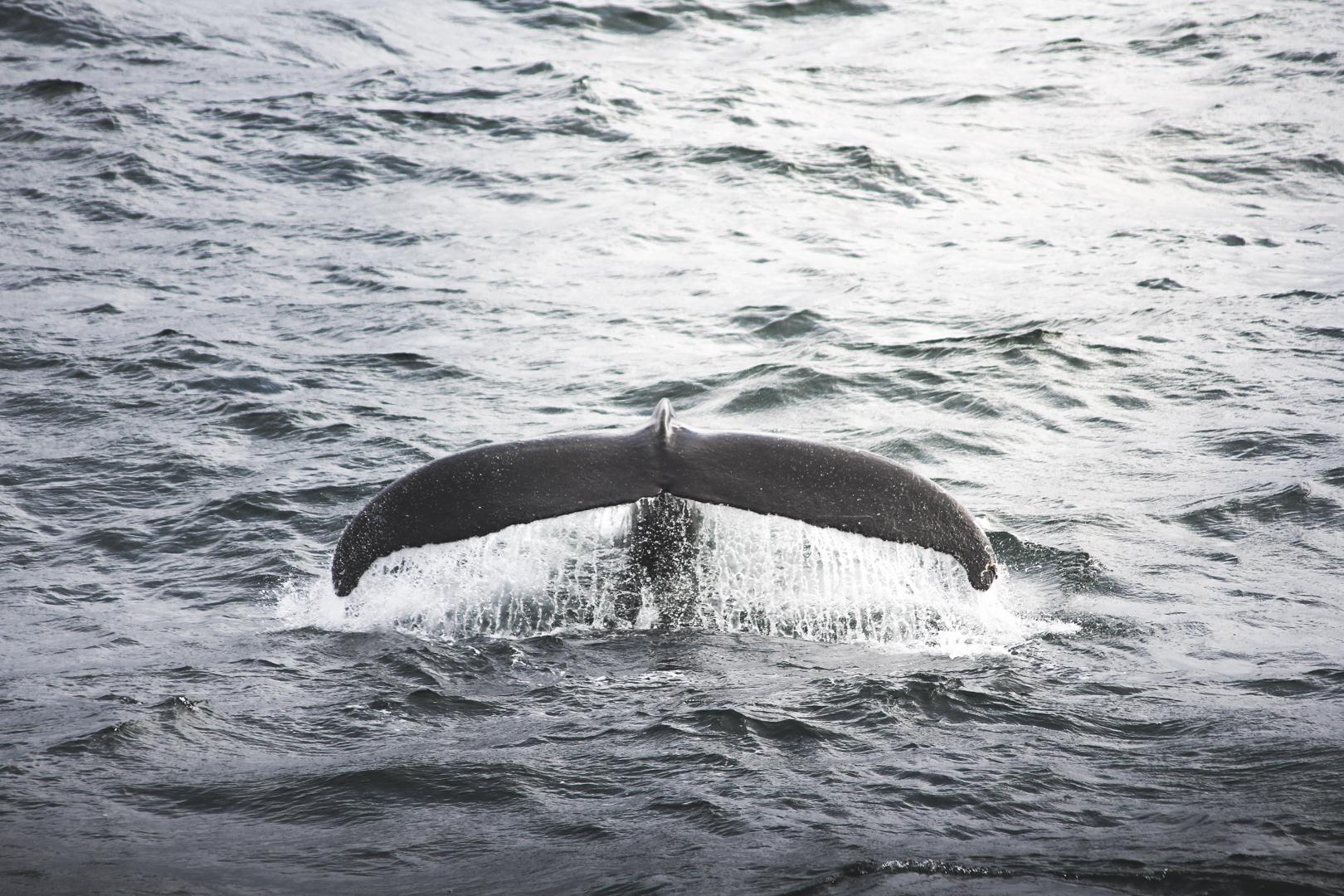 Akureyri Shore Excursion: Small-Group Whale Watching & Transfers