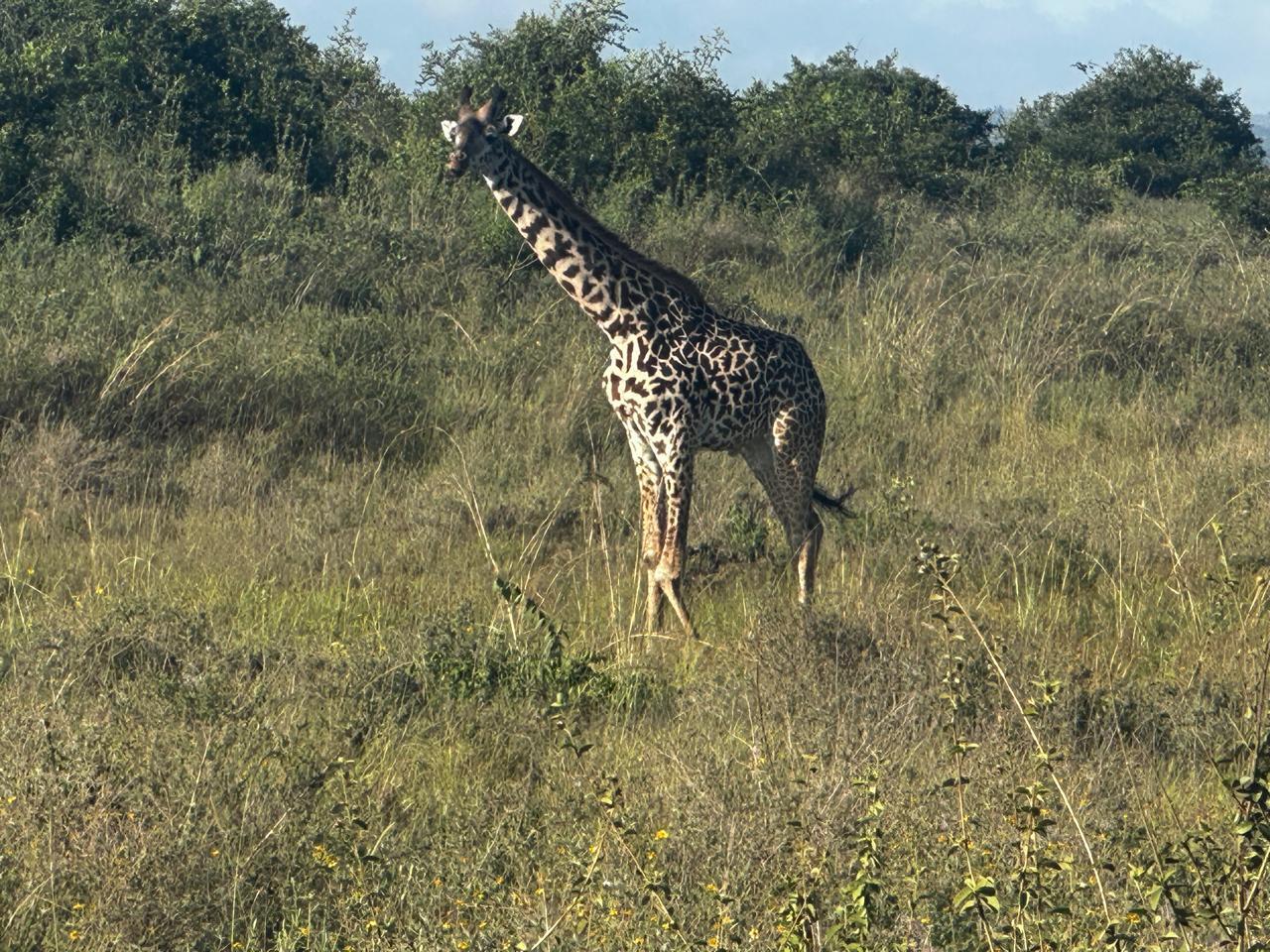 Nairobi National Park 5-Hour Guided Safari
