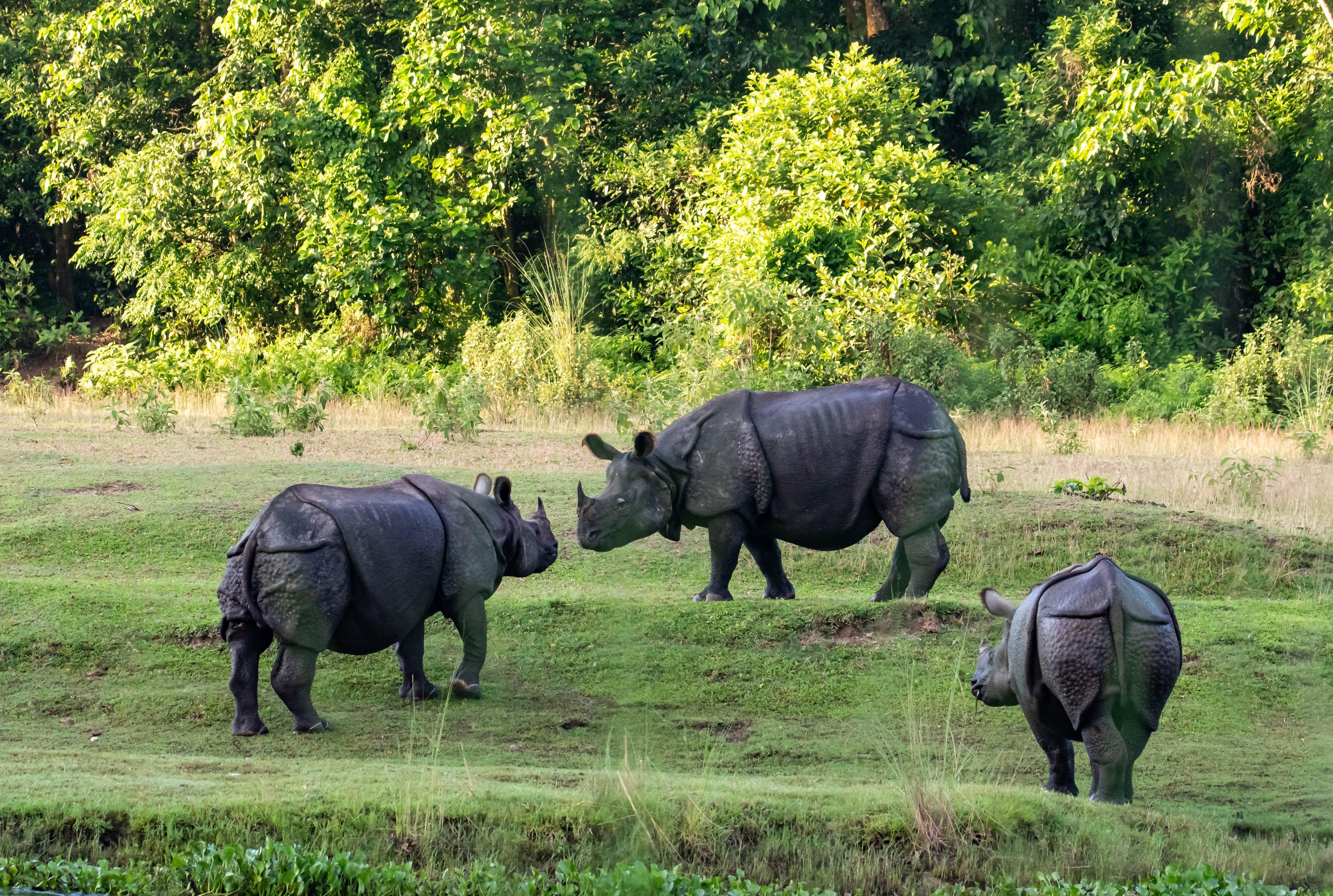 3-Day Chitwan National Park Wildlife Safari from Kathmandu or Pokhara
