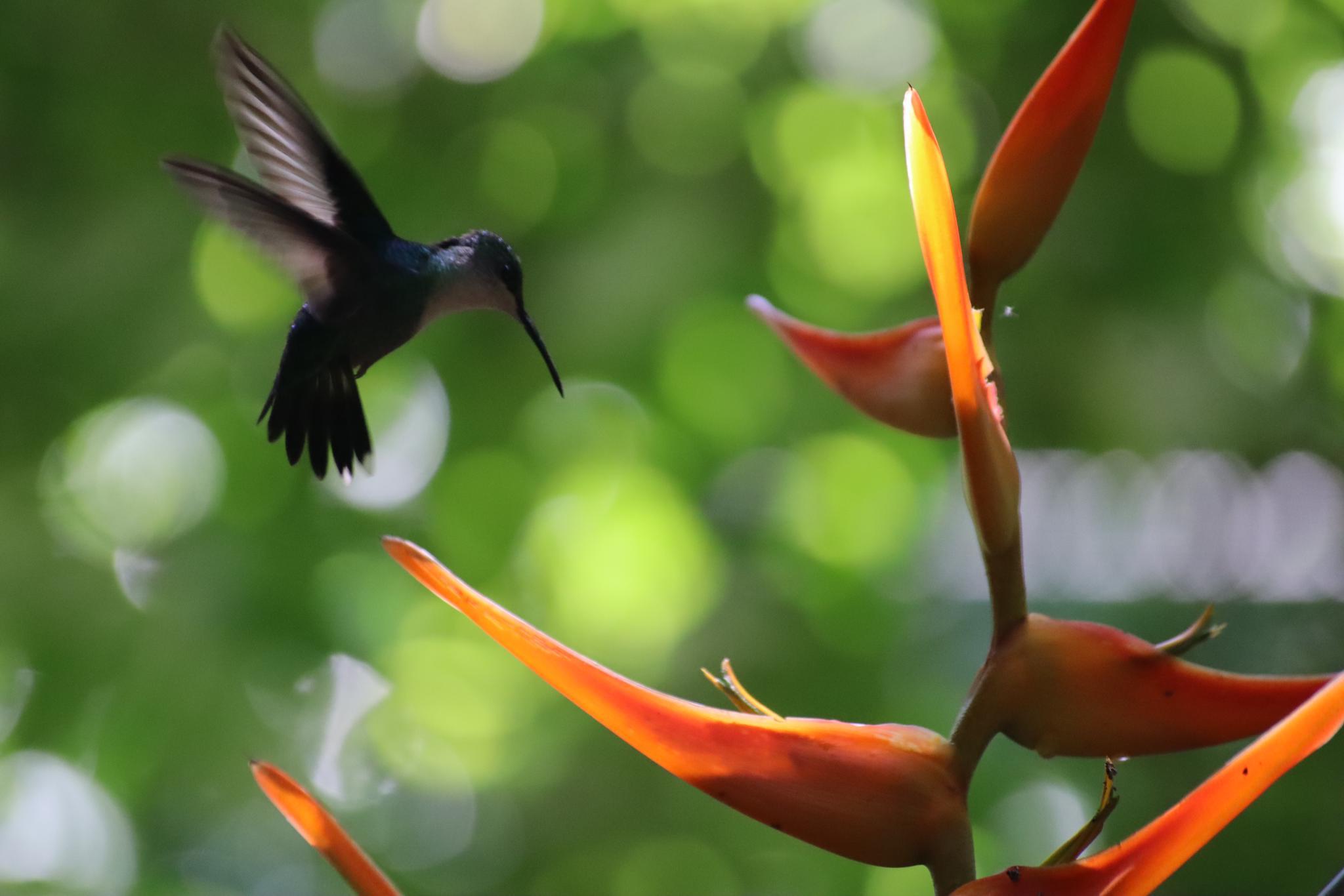 Manuel Antonio National Park: Expert-Guided Wildlife Hike