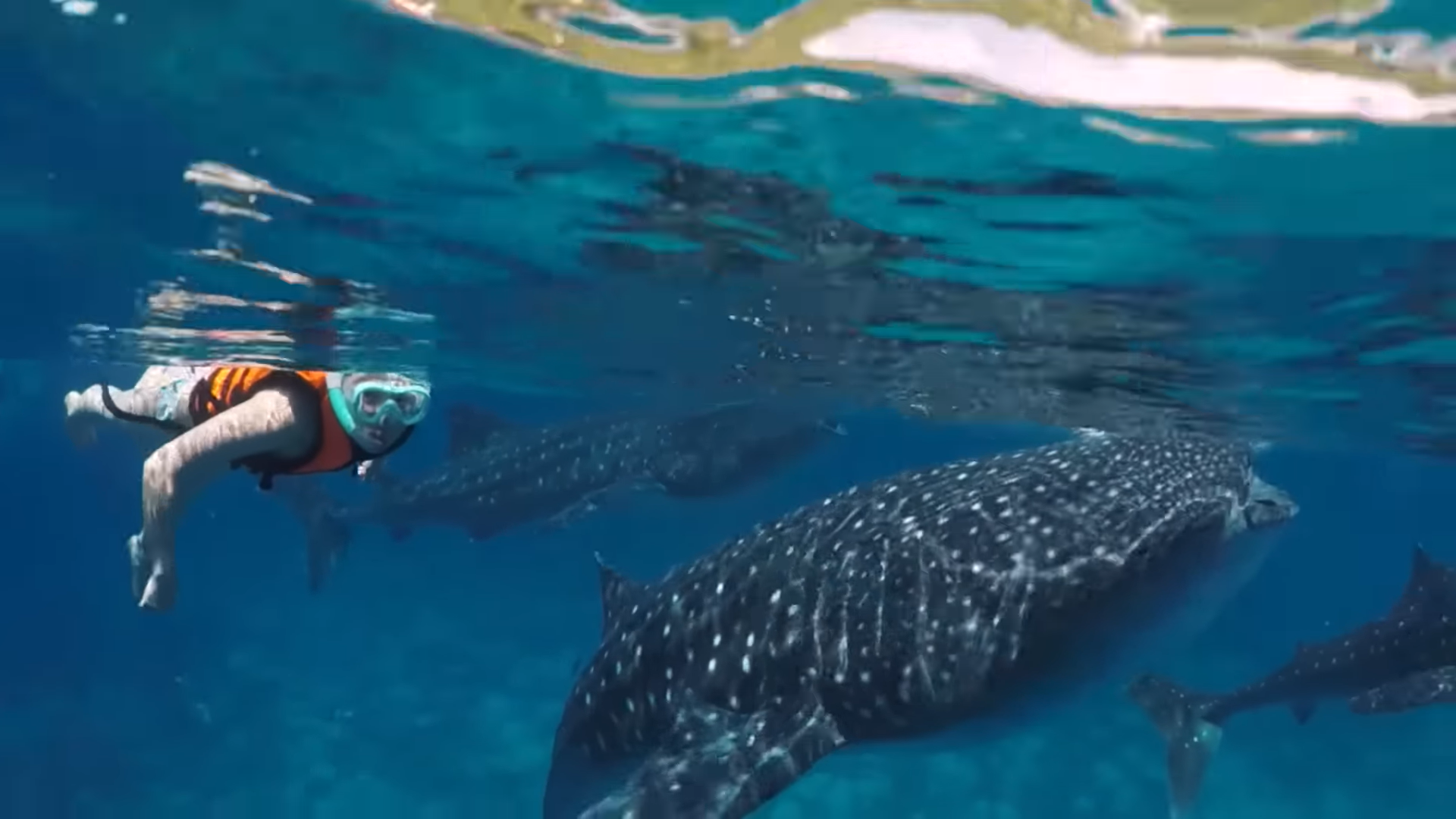 Oslob Triple Adventure: Whale Sharks, Tumalog Falls & Sumilon Island