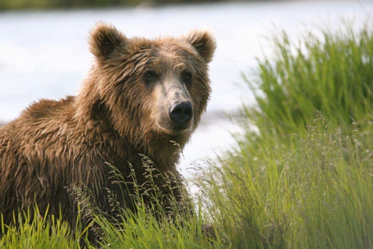 Wilderness Bear Viewing Flight from Homer