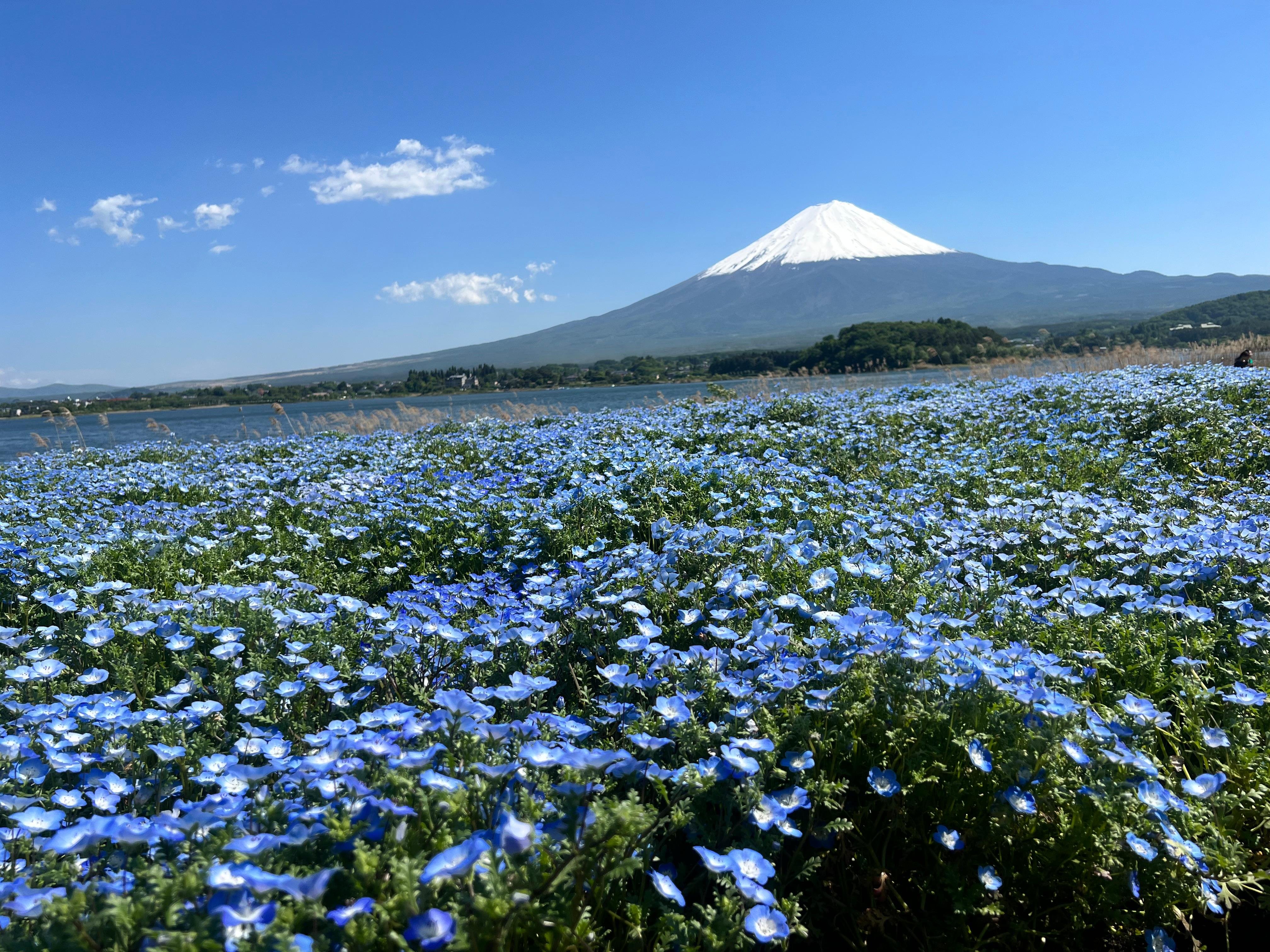 Mount Fuji & Hakone Custom Full-Day Private Tour from Tokyo
