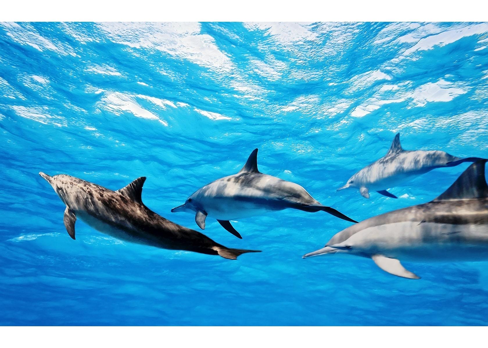 Whale & Dolphin Watching Catamaran Tour