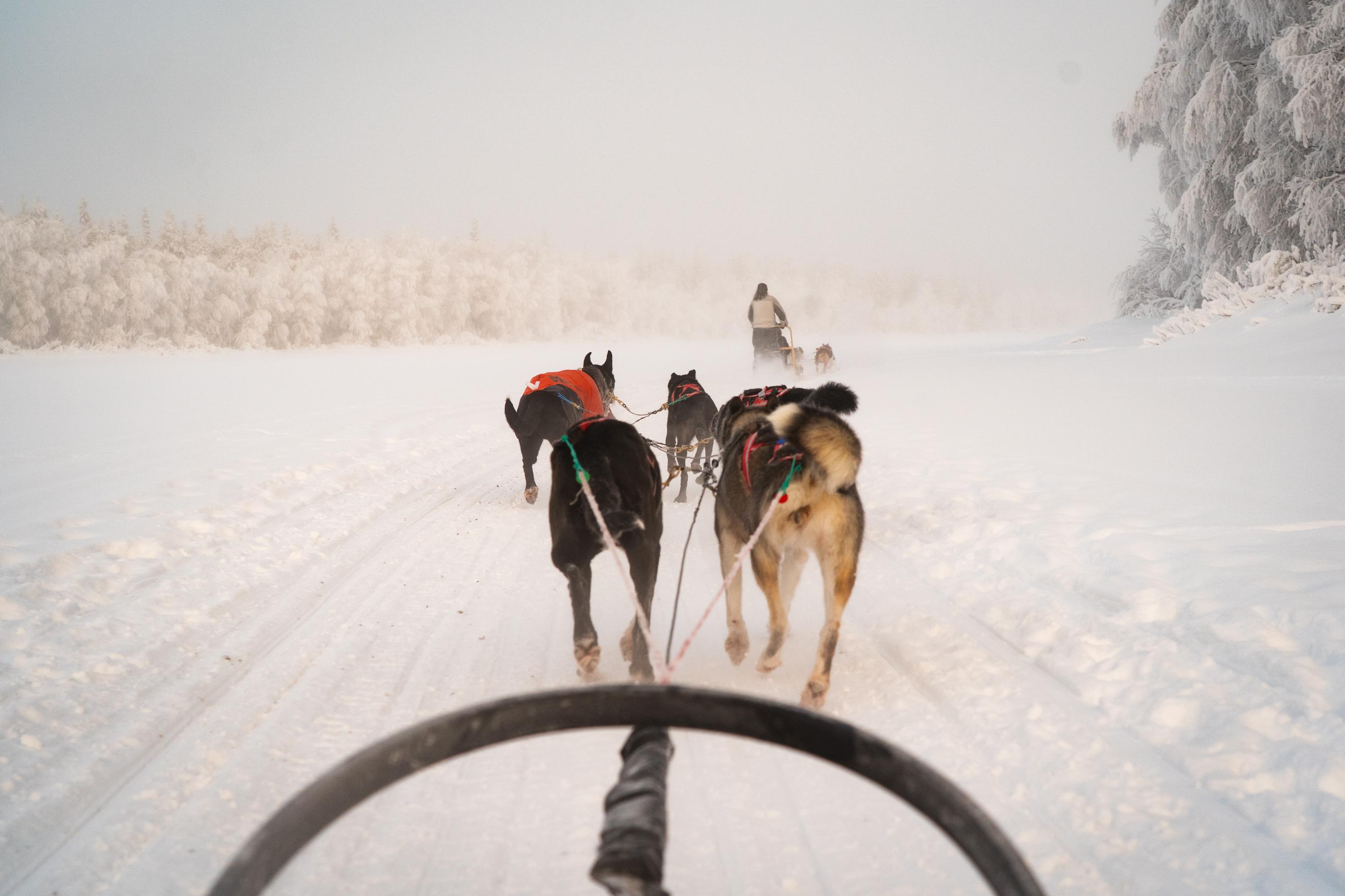 Rovaniemi Daytime Husky Safari