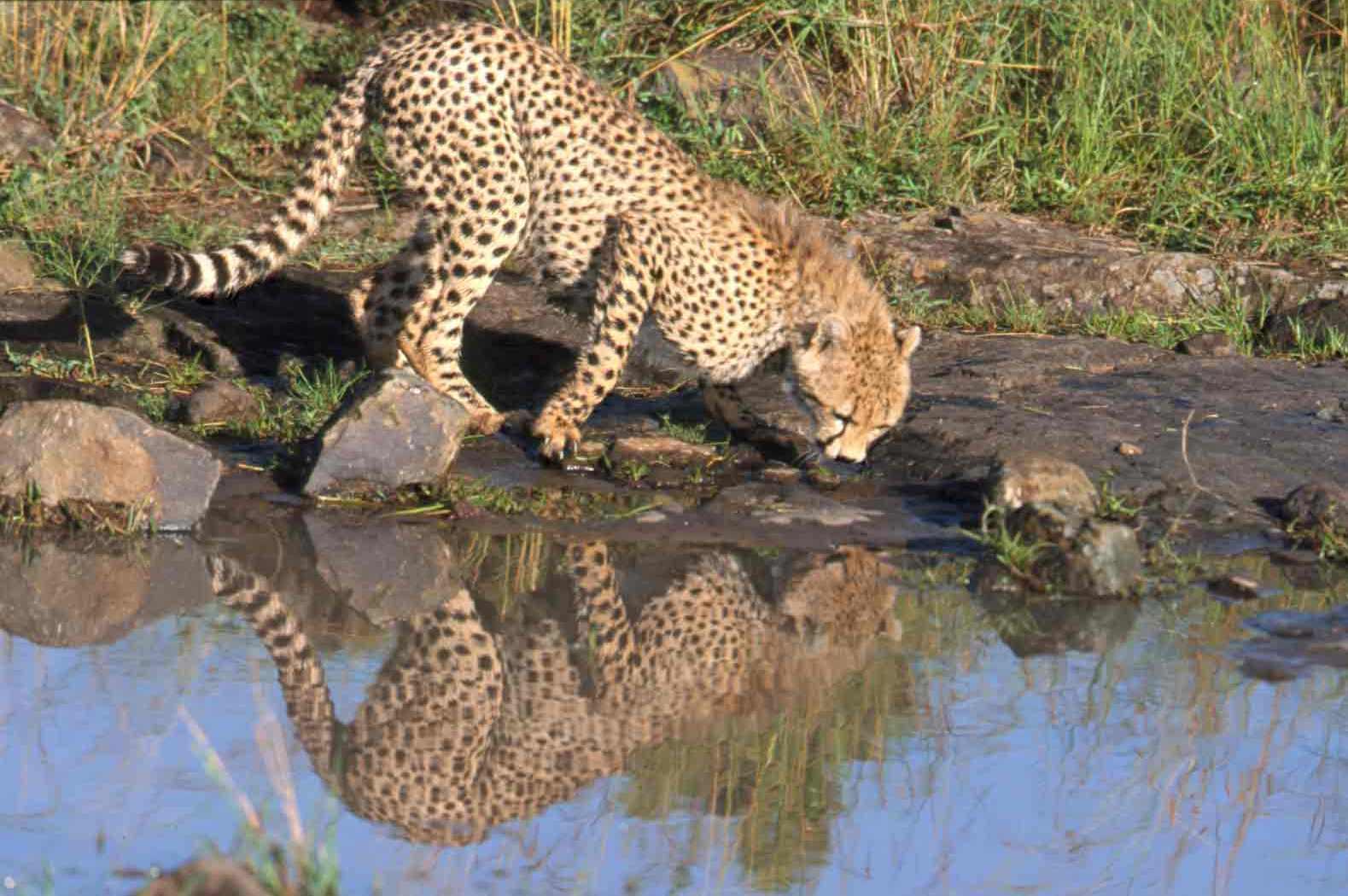 Nairobi Safari: National Park, Elephant Orphanage & Giraffe Center