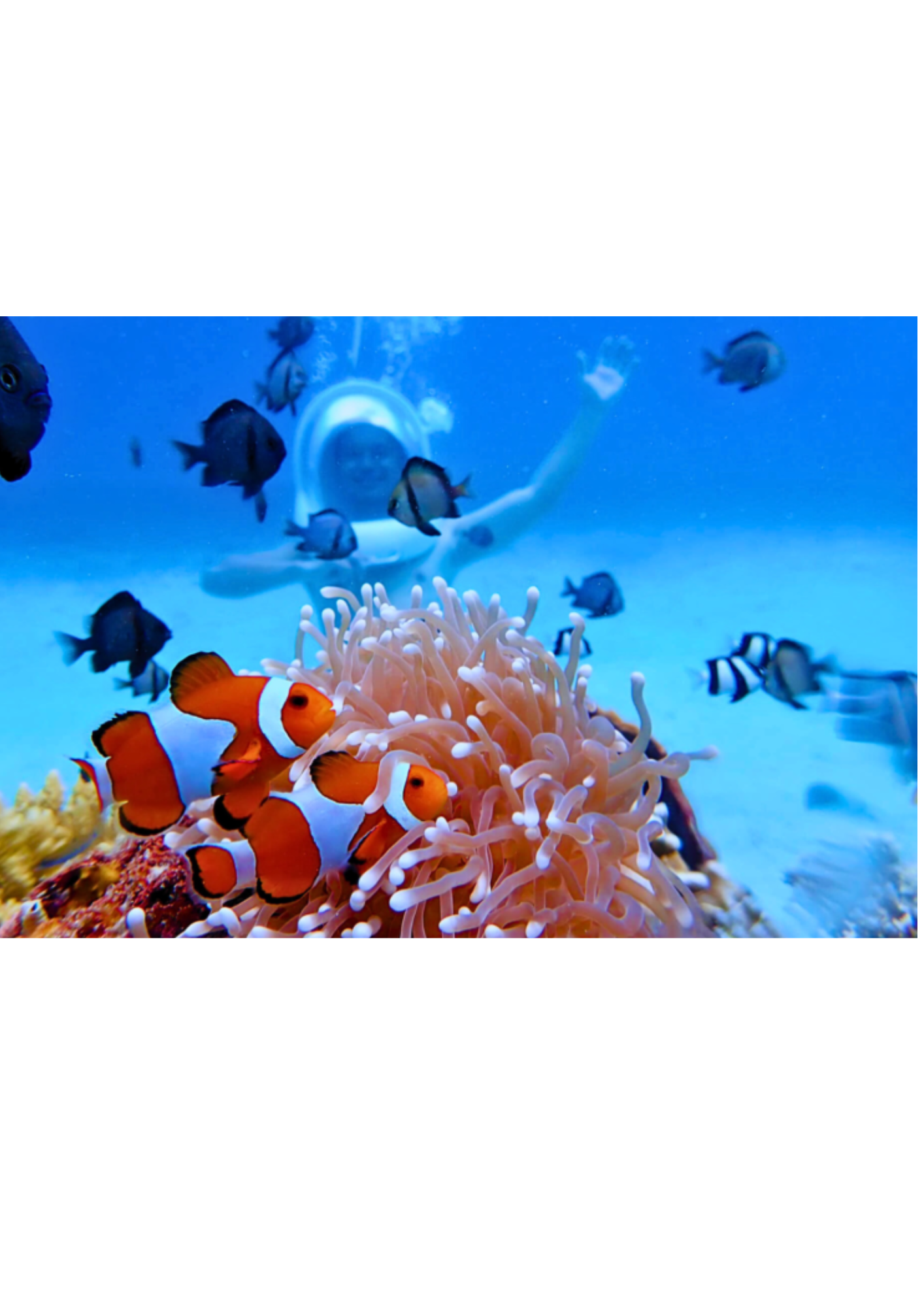 Helmet Diving Ocean Floor Walk