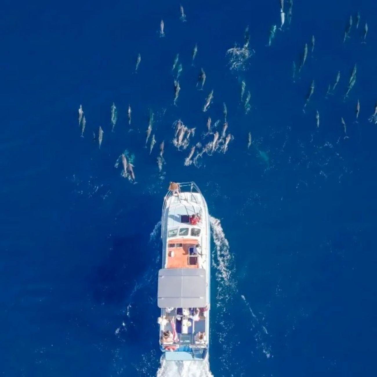 North Shore Catamaran Whale Watching Experience
