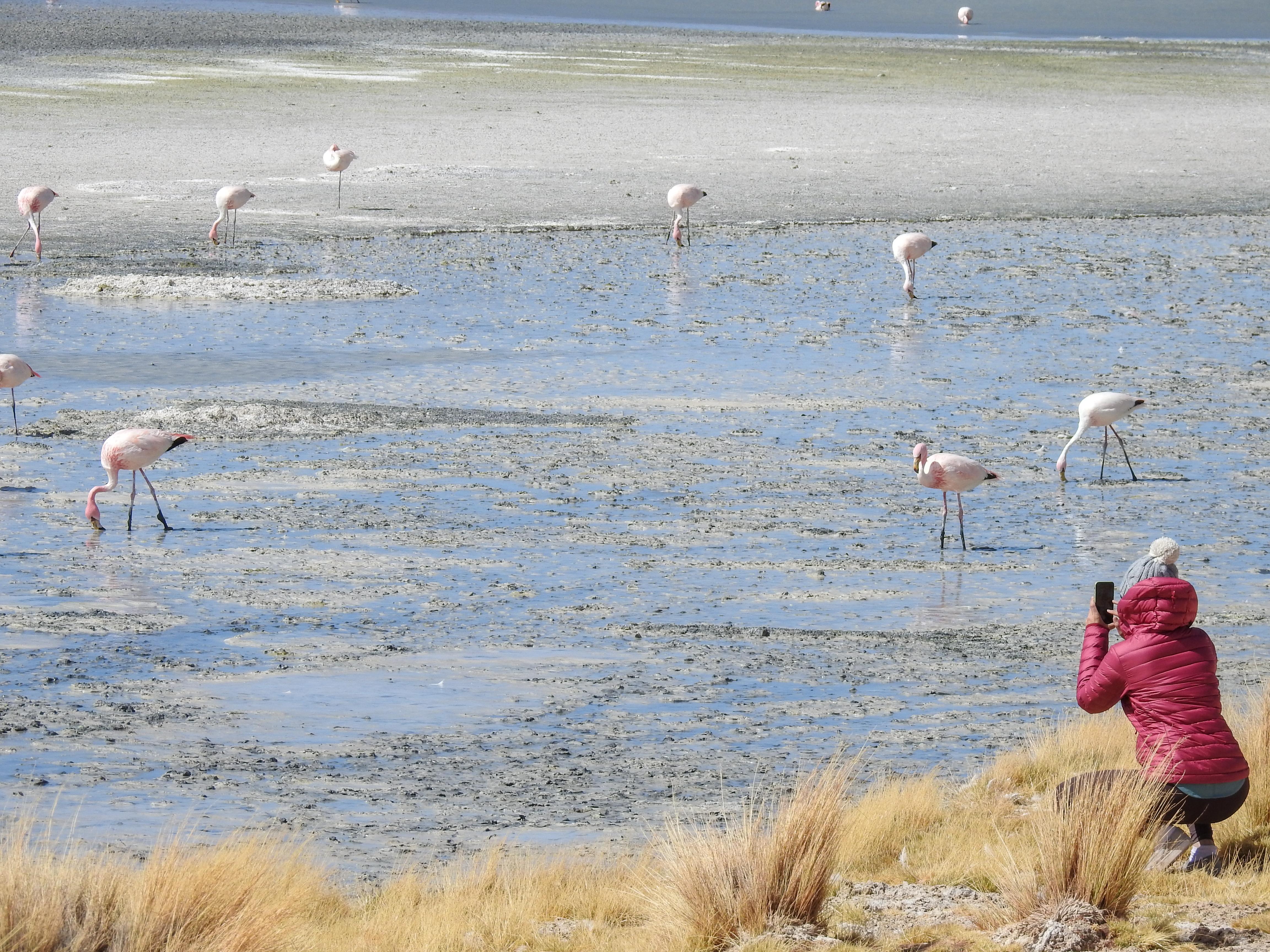 Expédition de 3 jours : Salar de Uyuni et lagunes