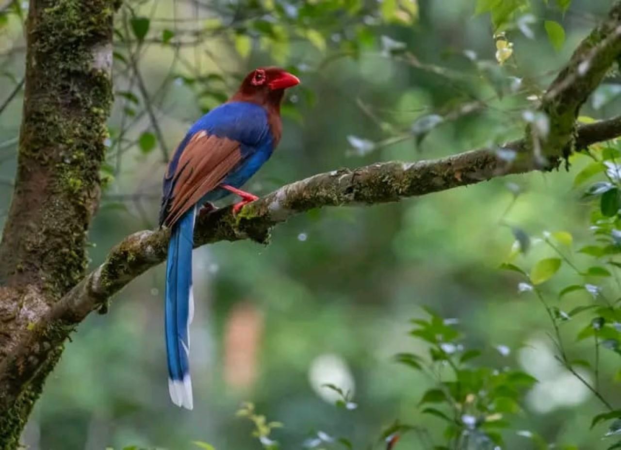 Sinharaja Rainforest Morning Bird Watching Walk