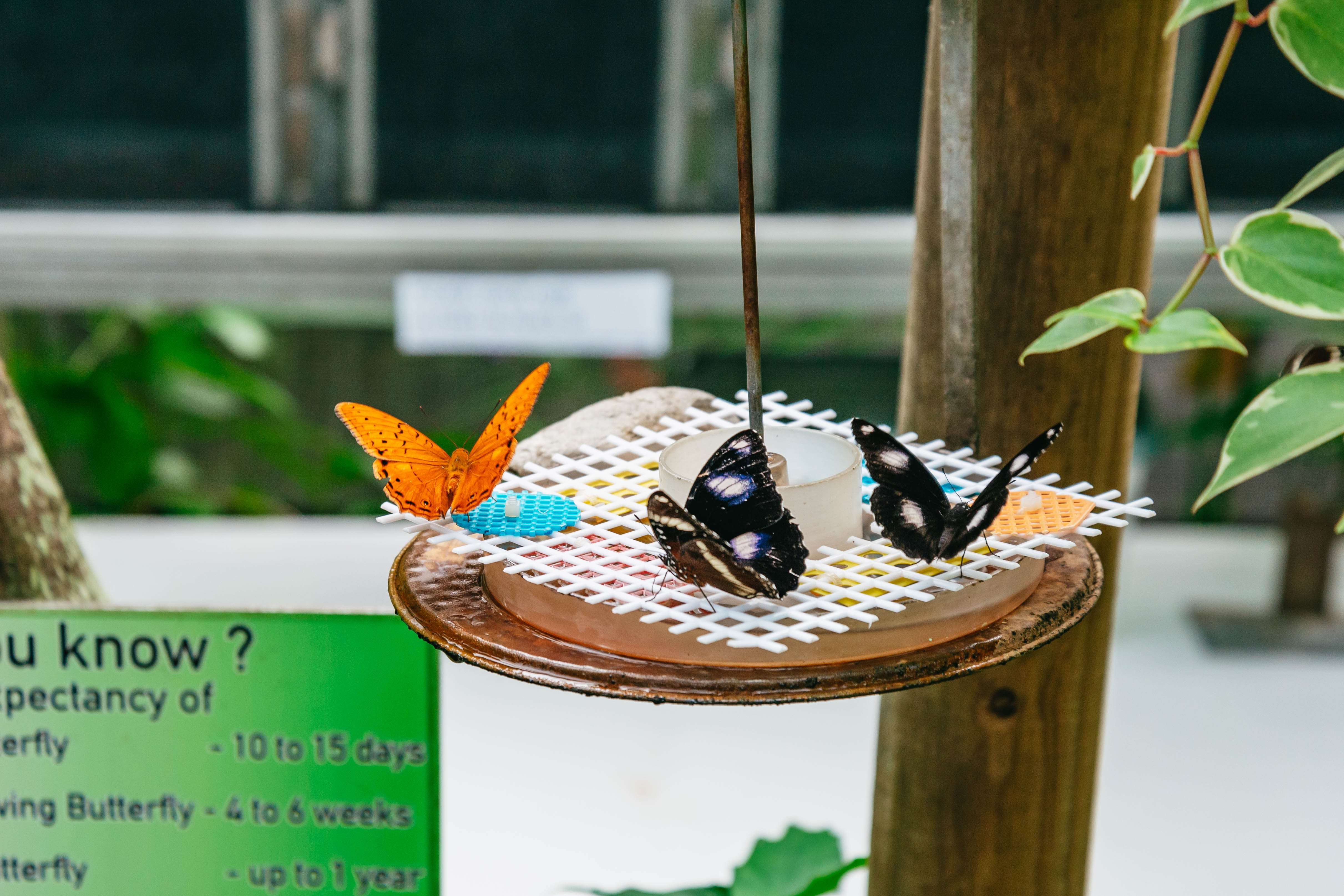 Kuranda Rainforest Full-Day Experience from Cairns