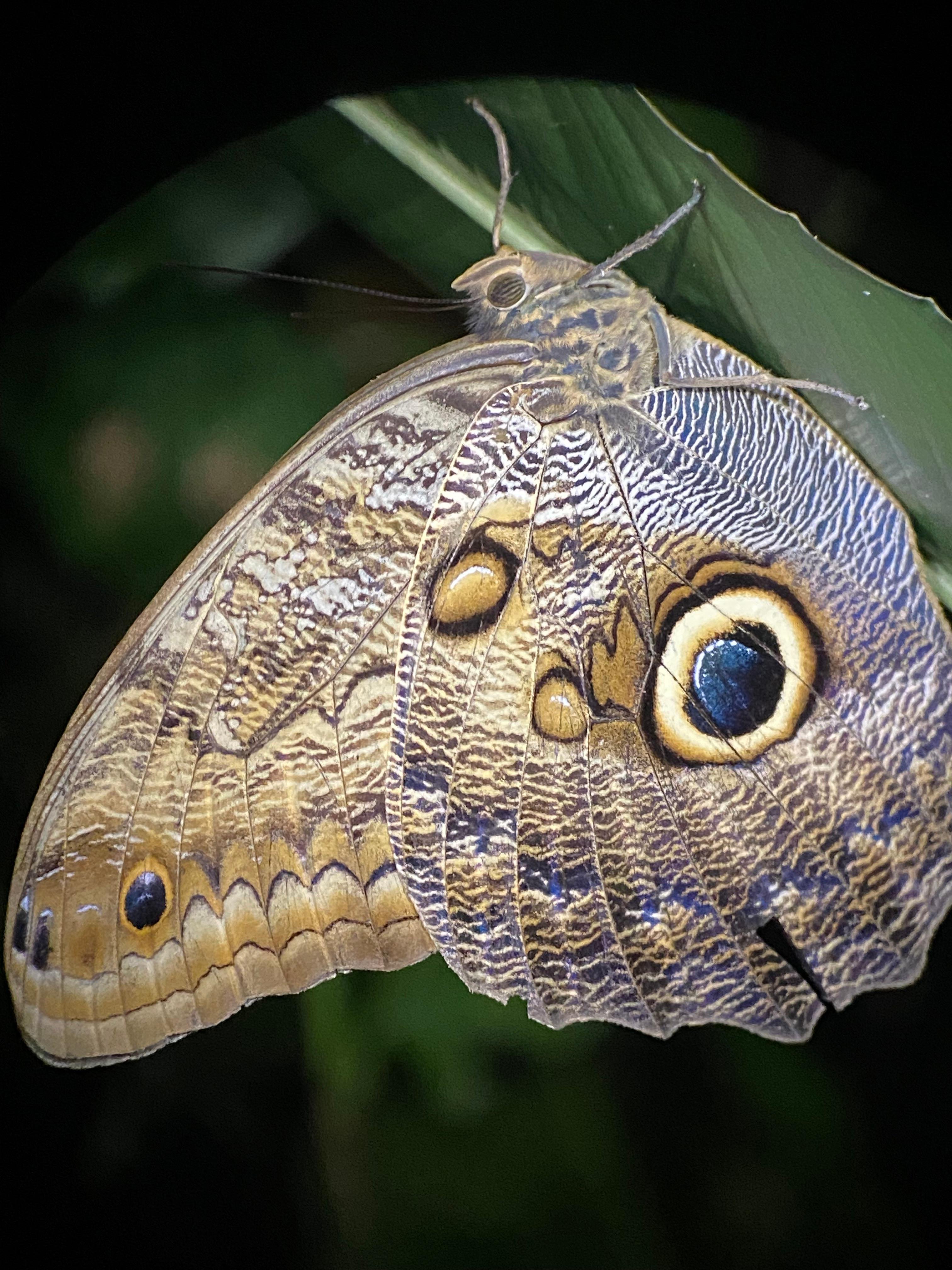 Manuel Antonio Night Wildlife Walk with Expert Naturalist