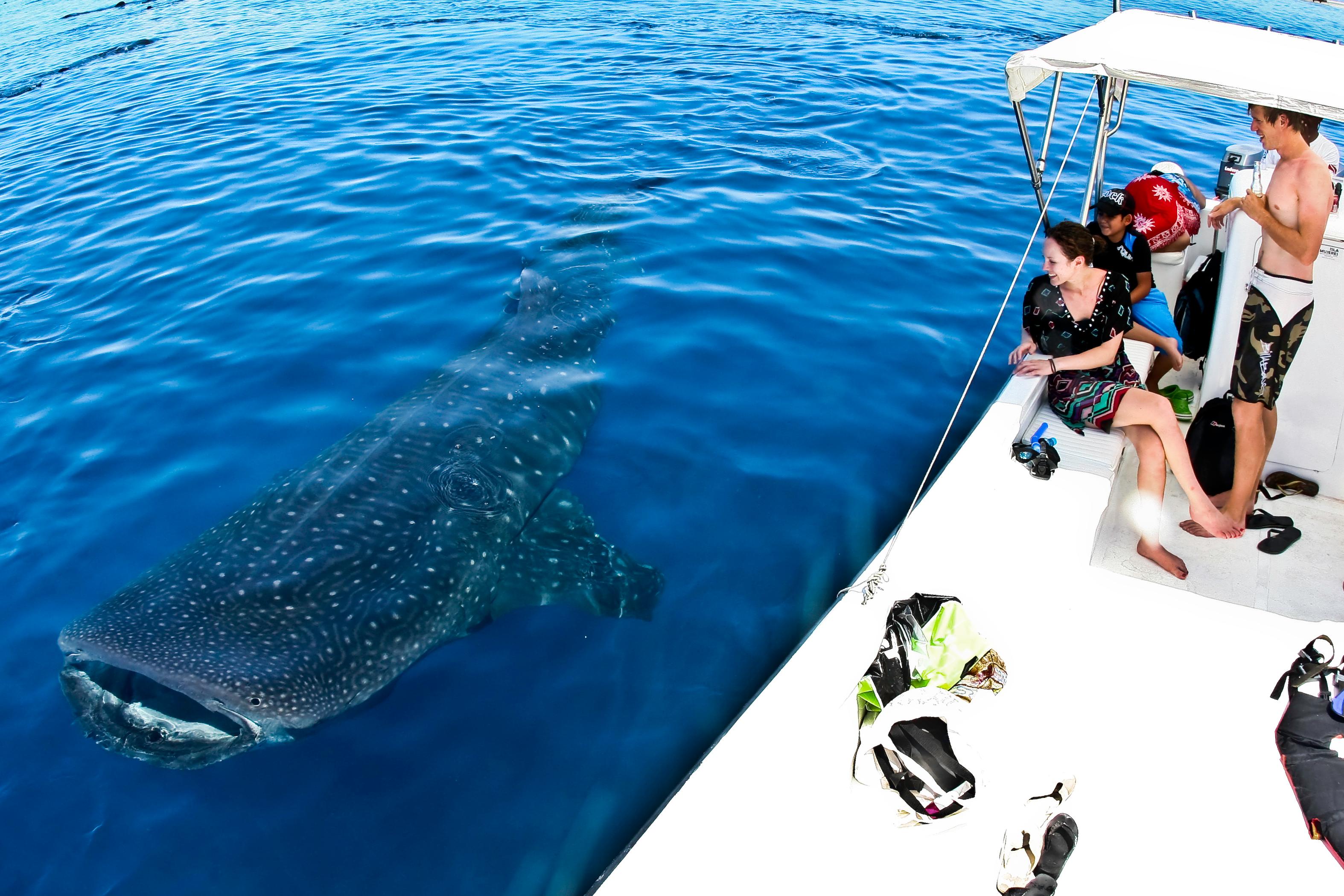 Whale Shark Snorkeling Adventure with Beach Visit
