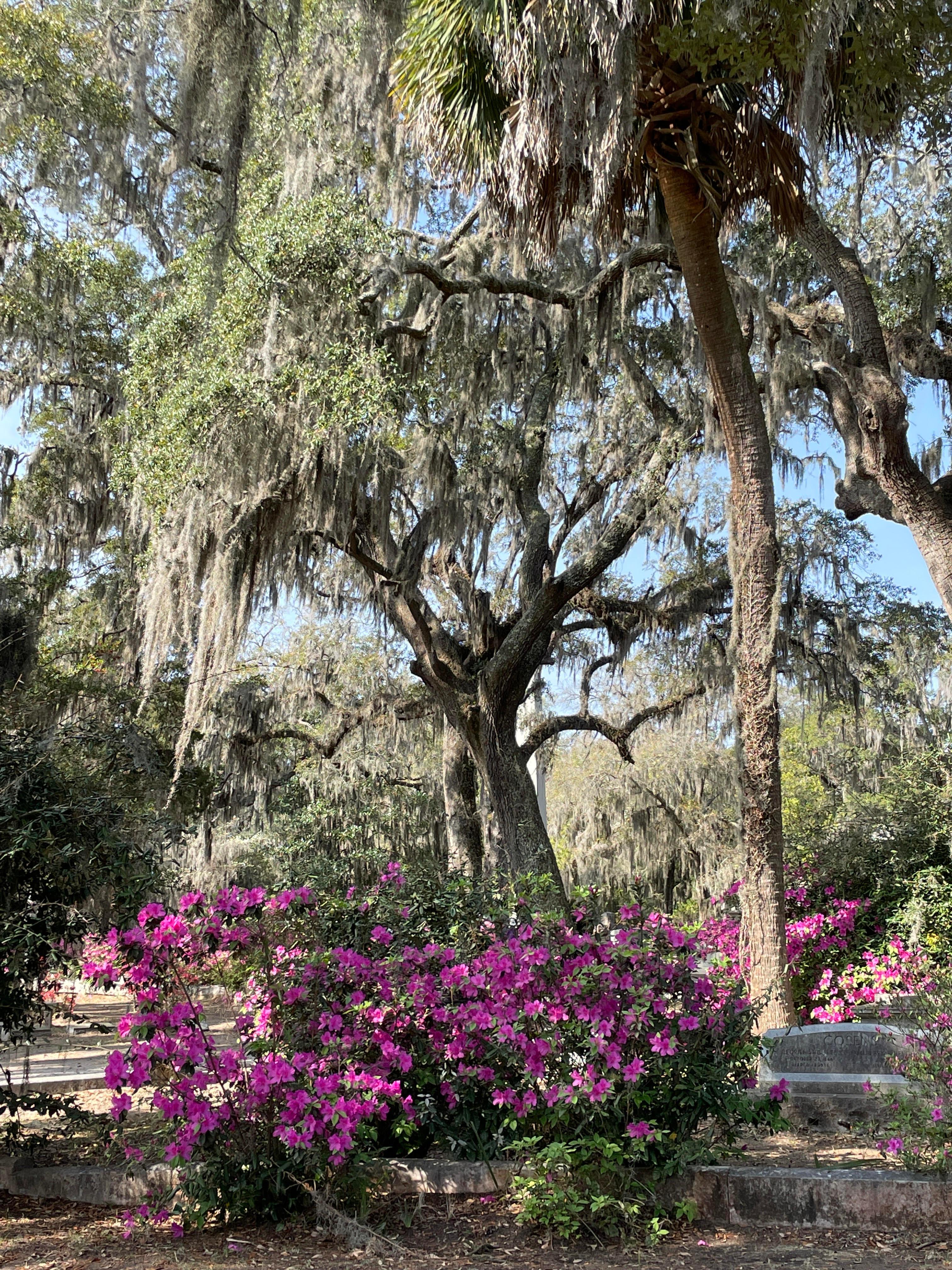 Bonaventure Cemetery Guided Golf Cart Tour