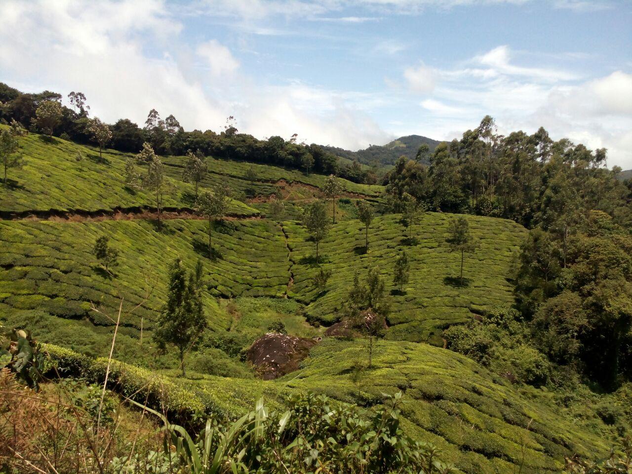 Munnar: Half-Day Scenic Tea Plantation Trek