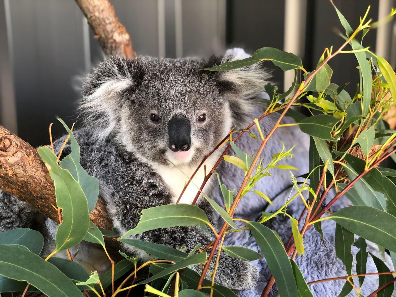 Port Stephens: Dolphin Cruise, Koalas & Sandboarding