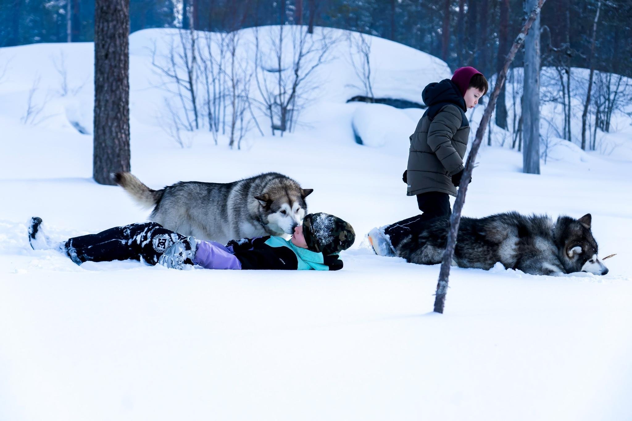 Rovaniemi Husky Safari: Drive Your Own Team & Lapland BBQ