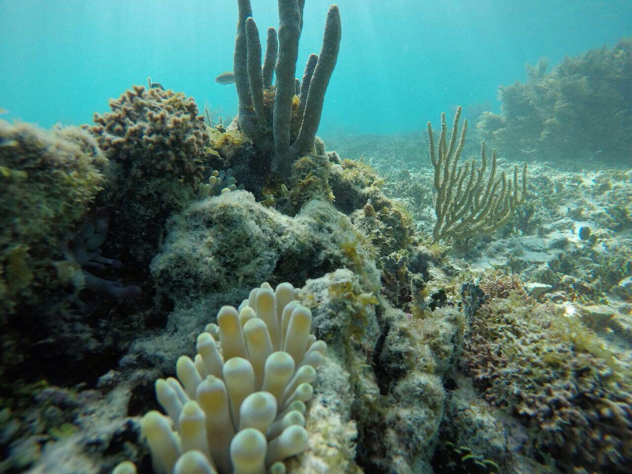 Tulum Two-Stop Reef Snorkel Tour