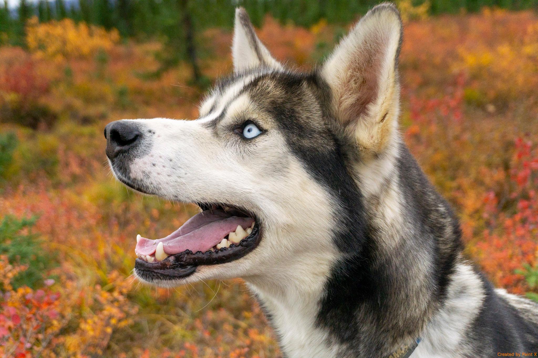 Tundra Walk with Free-Running Alaskan Huskies