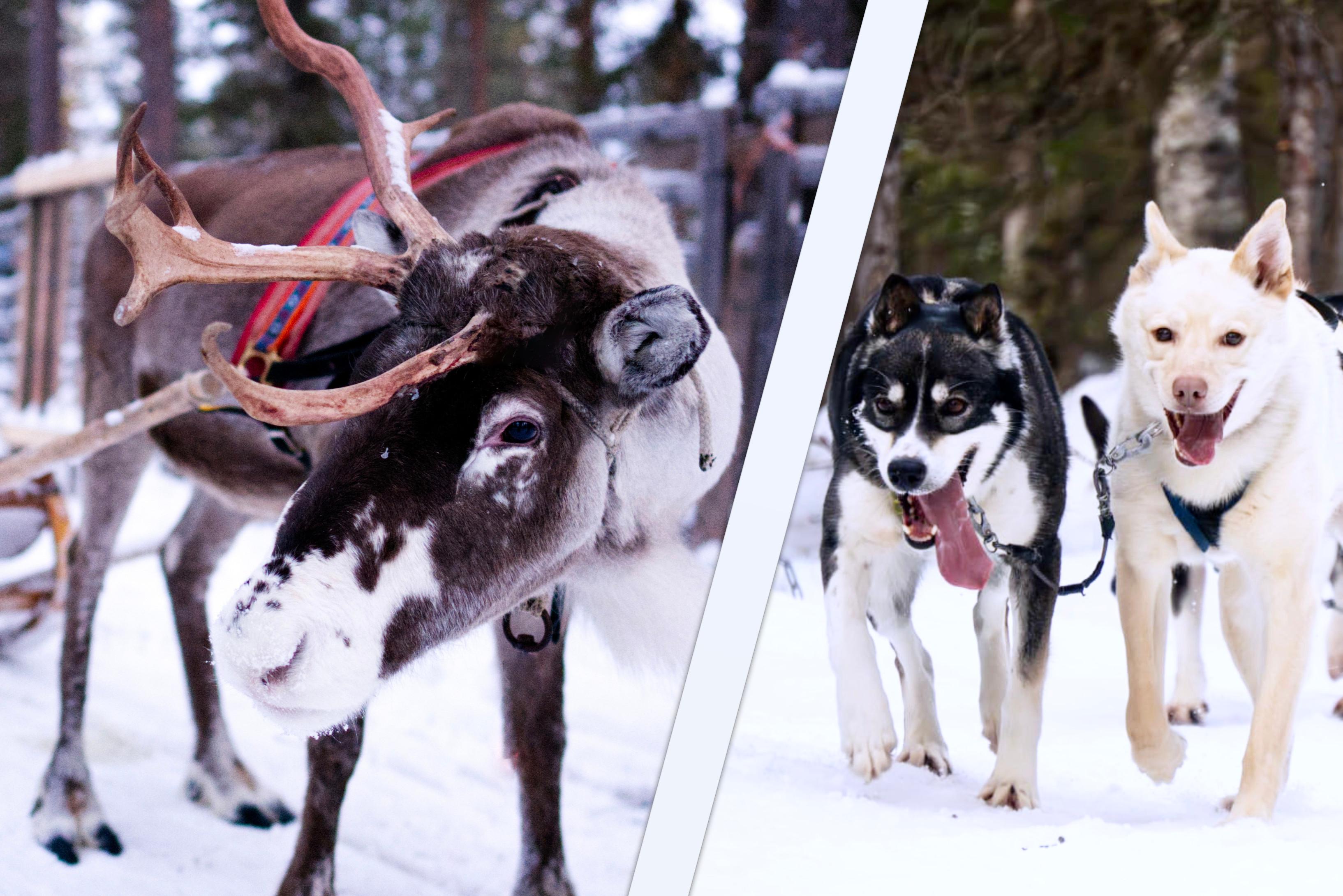 Arctic Triple Adventure: Huskies, Reindeer & Sleigh Transfer