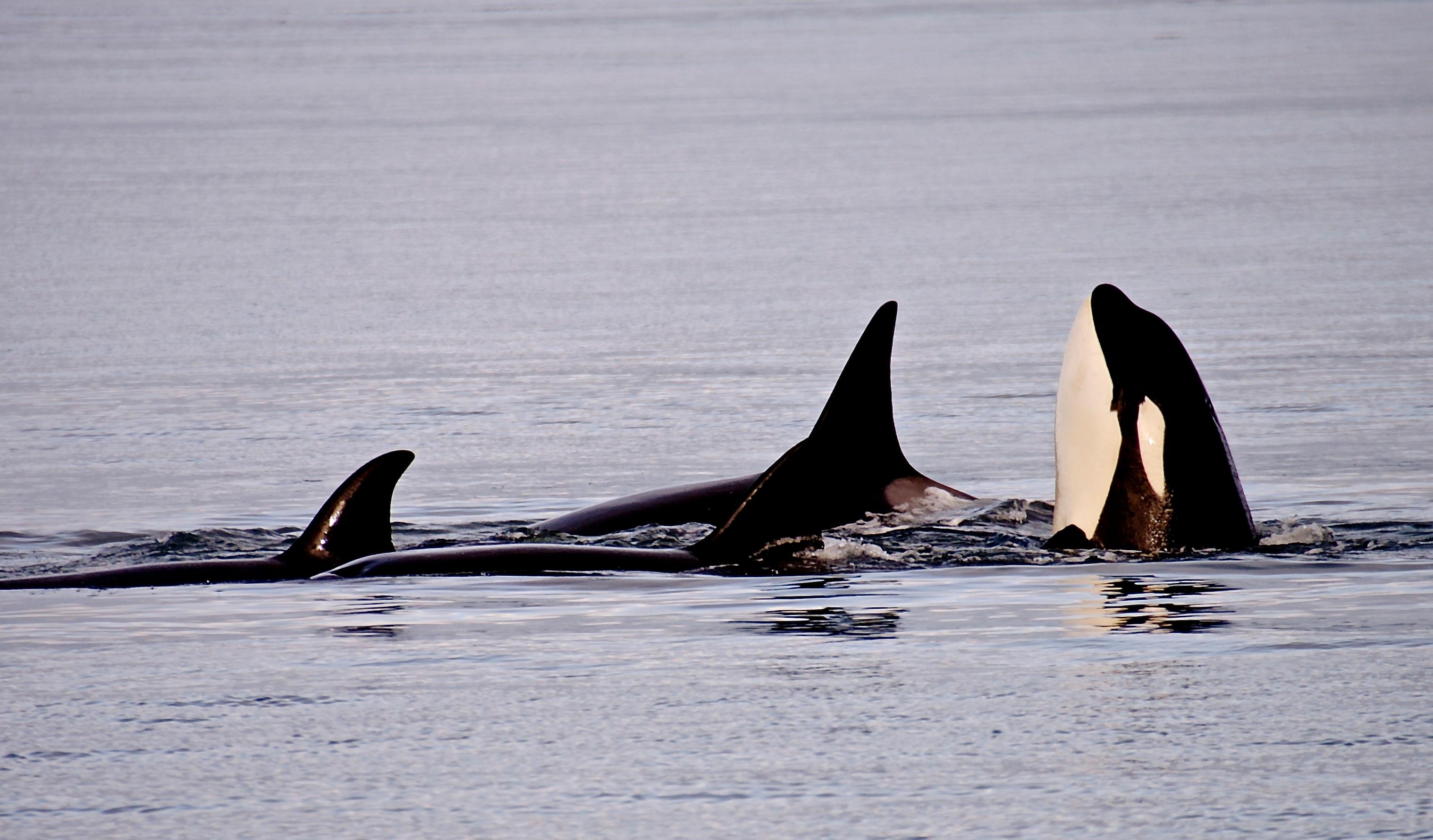 Orcas Island: Orca Whales guaranteed boat tour