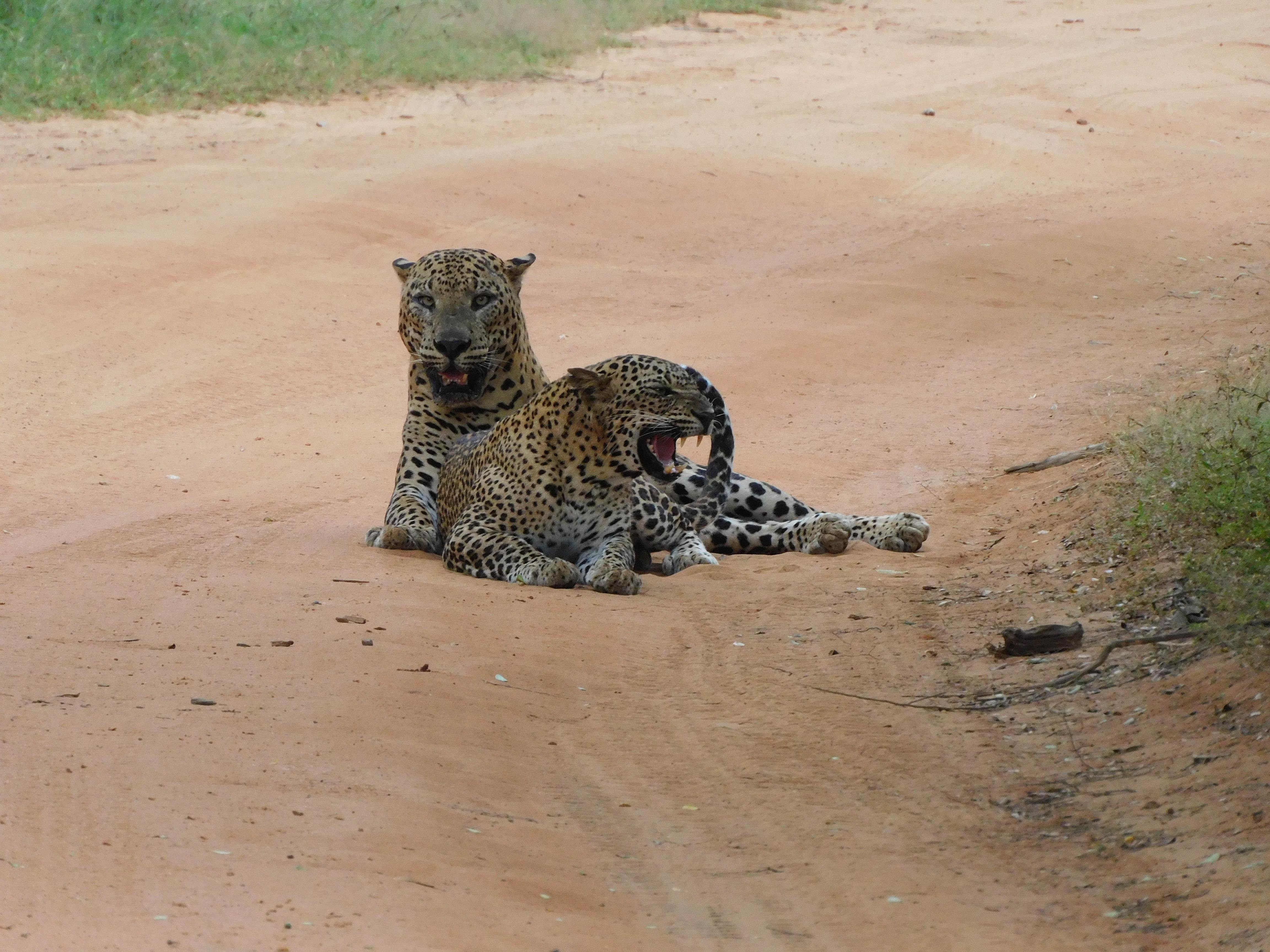 Yala National Park Safari Expedition