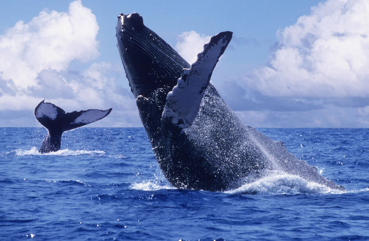 Samaná Peninsula Explorer: Whale Watching, El Limón Falls & Cayo Levantado