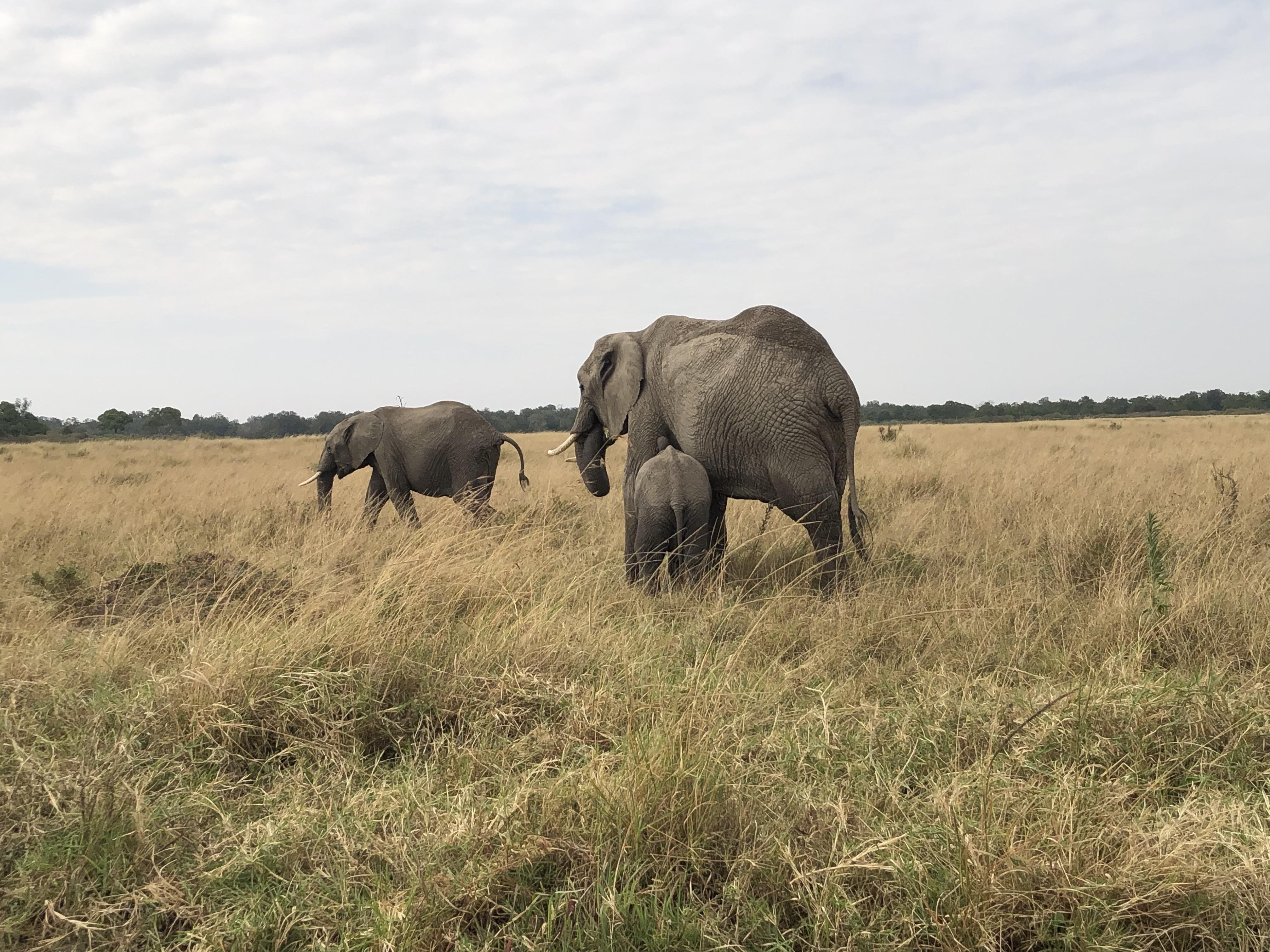 Maasai Mara Express: 1-Day Safari from Nairobi