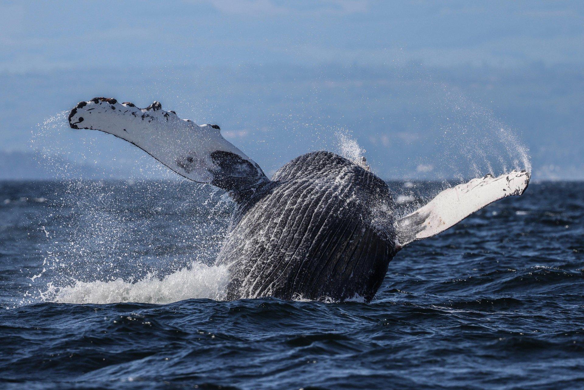 Heated indoor cabin of the covered Salish-Sea catamaran — comfortable whale watching from Vancouver in all weather