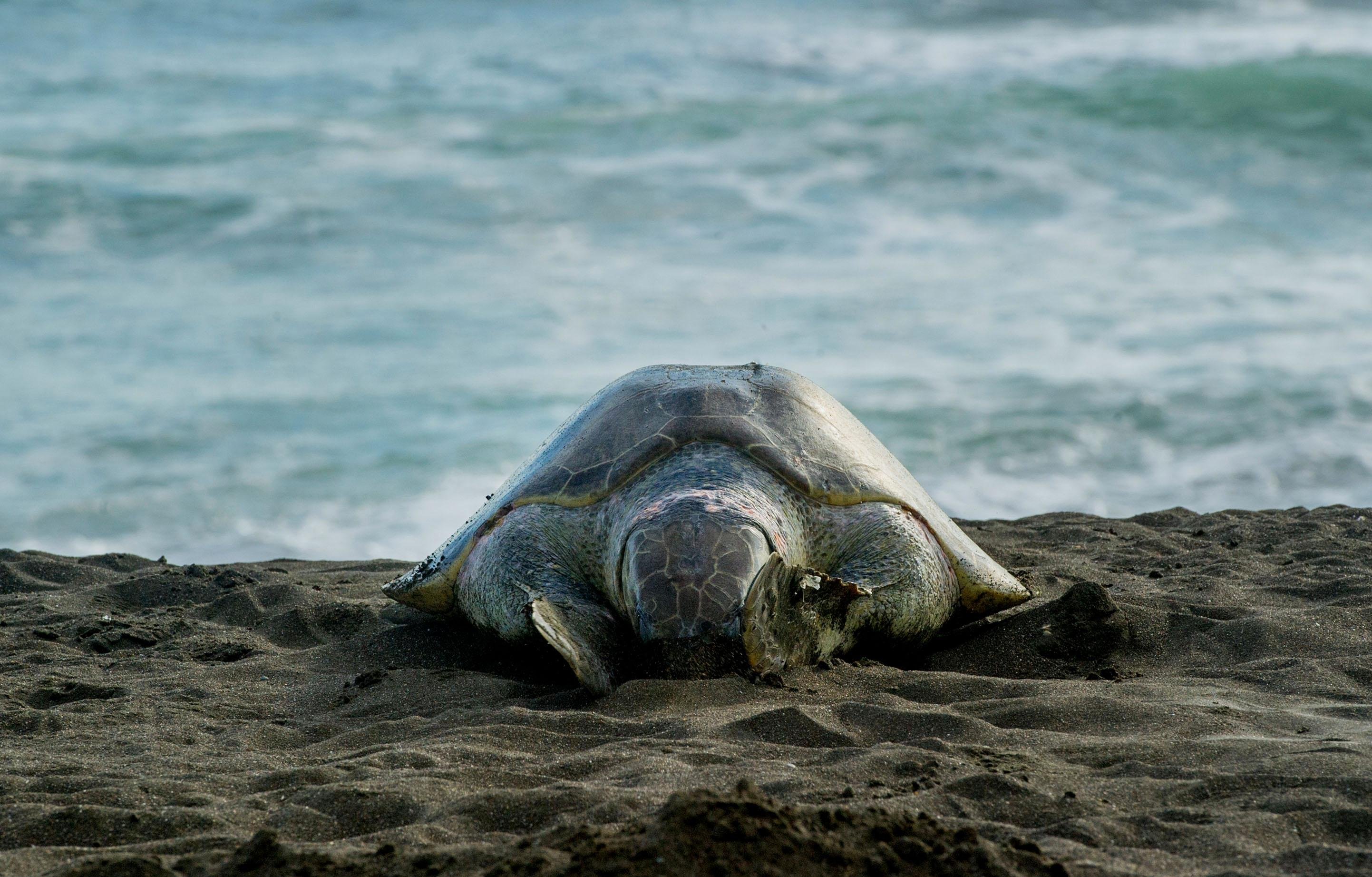 Tortuguero Turtle Nesting Night Tour