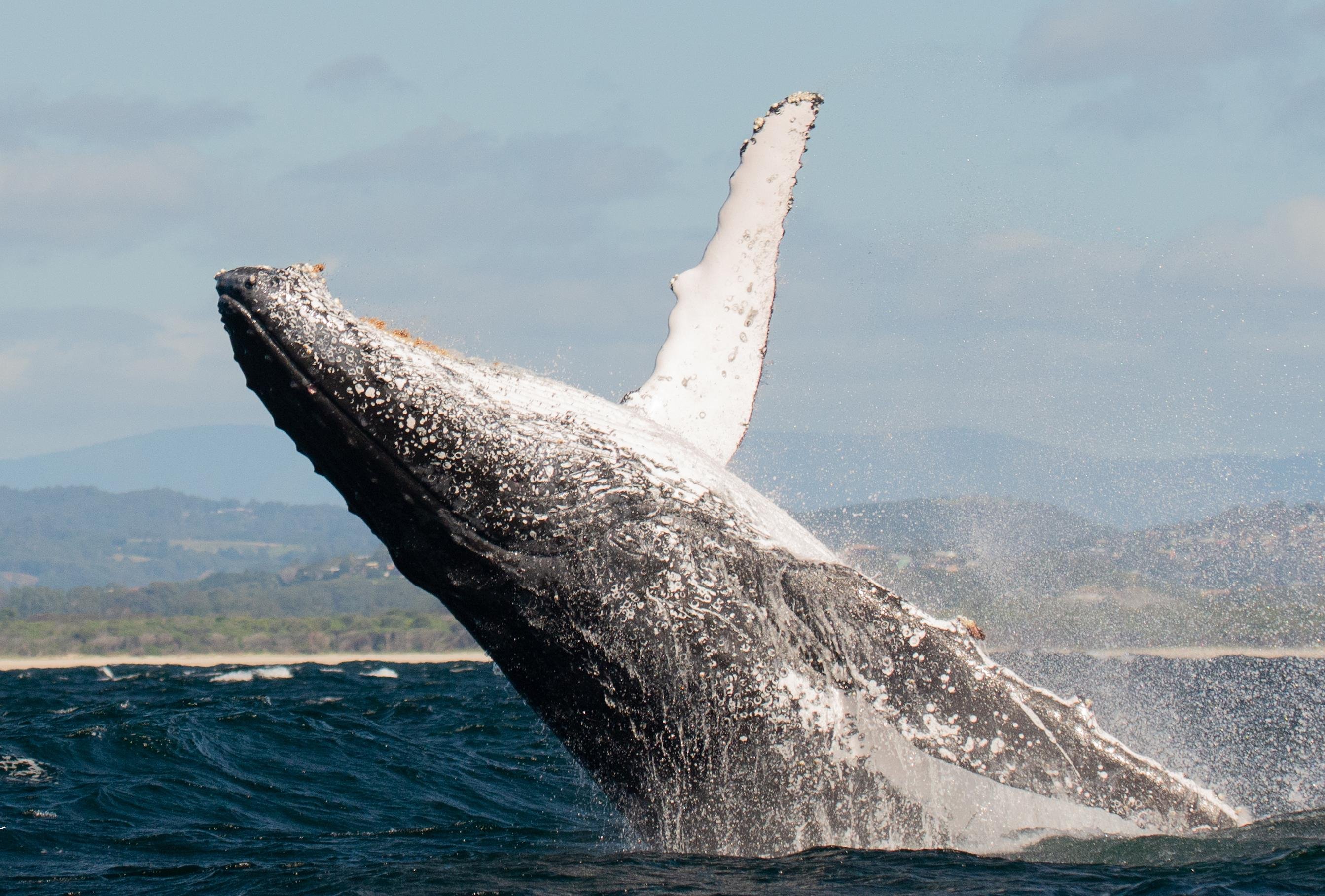 Gold Coast: Whale Watching