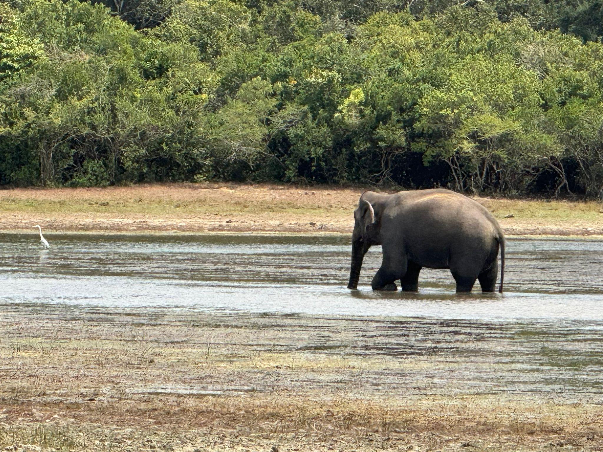 Full-Day Wilpattu National Park Safari from Anuradhapura