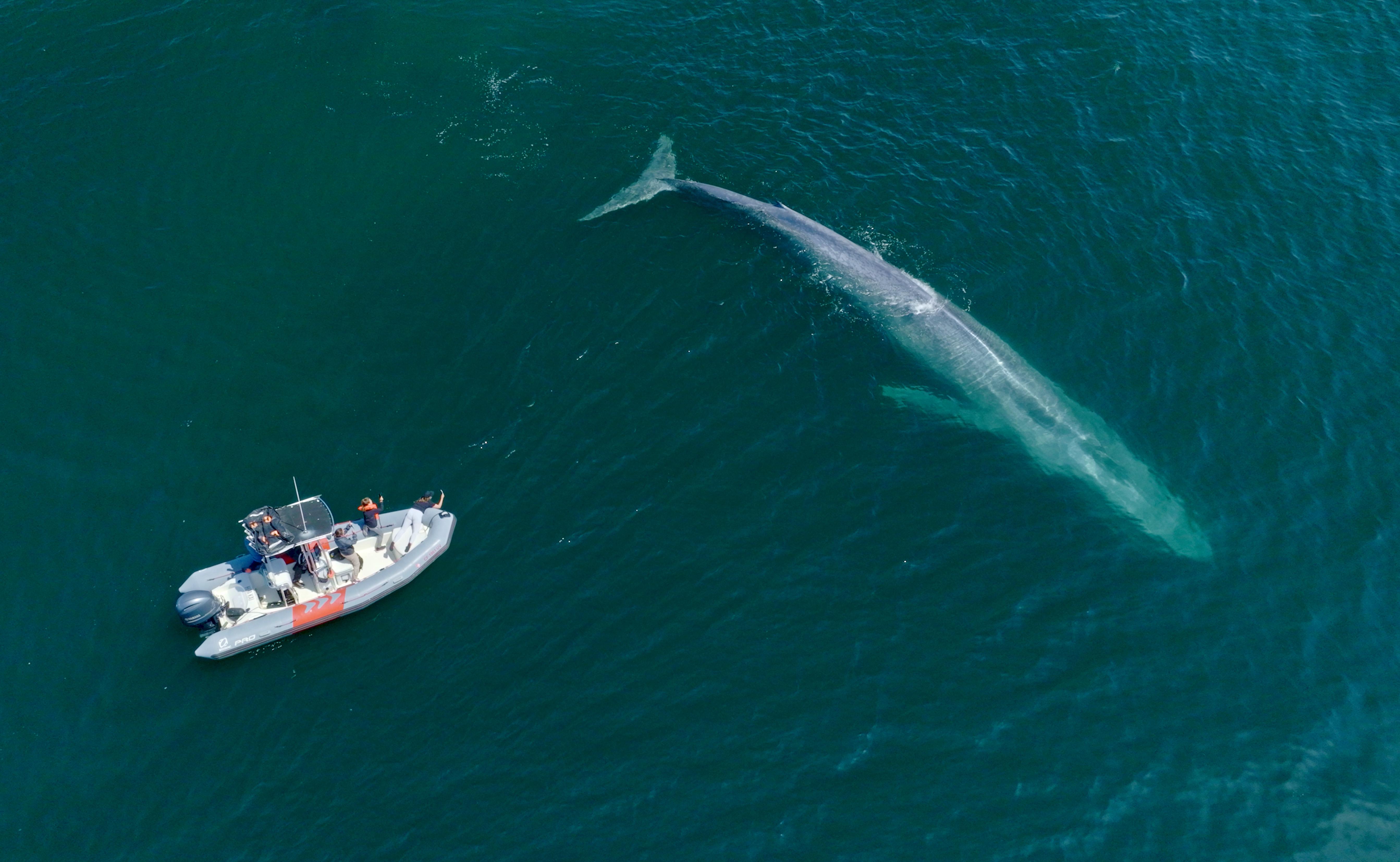 Speedboat Whale & Dolphin Watching Adventure