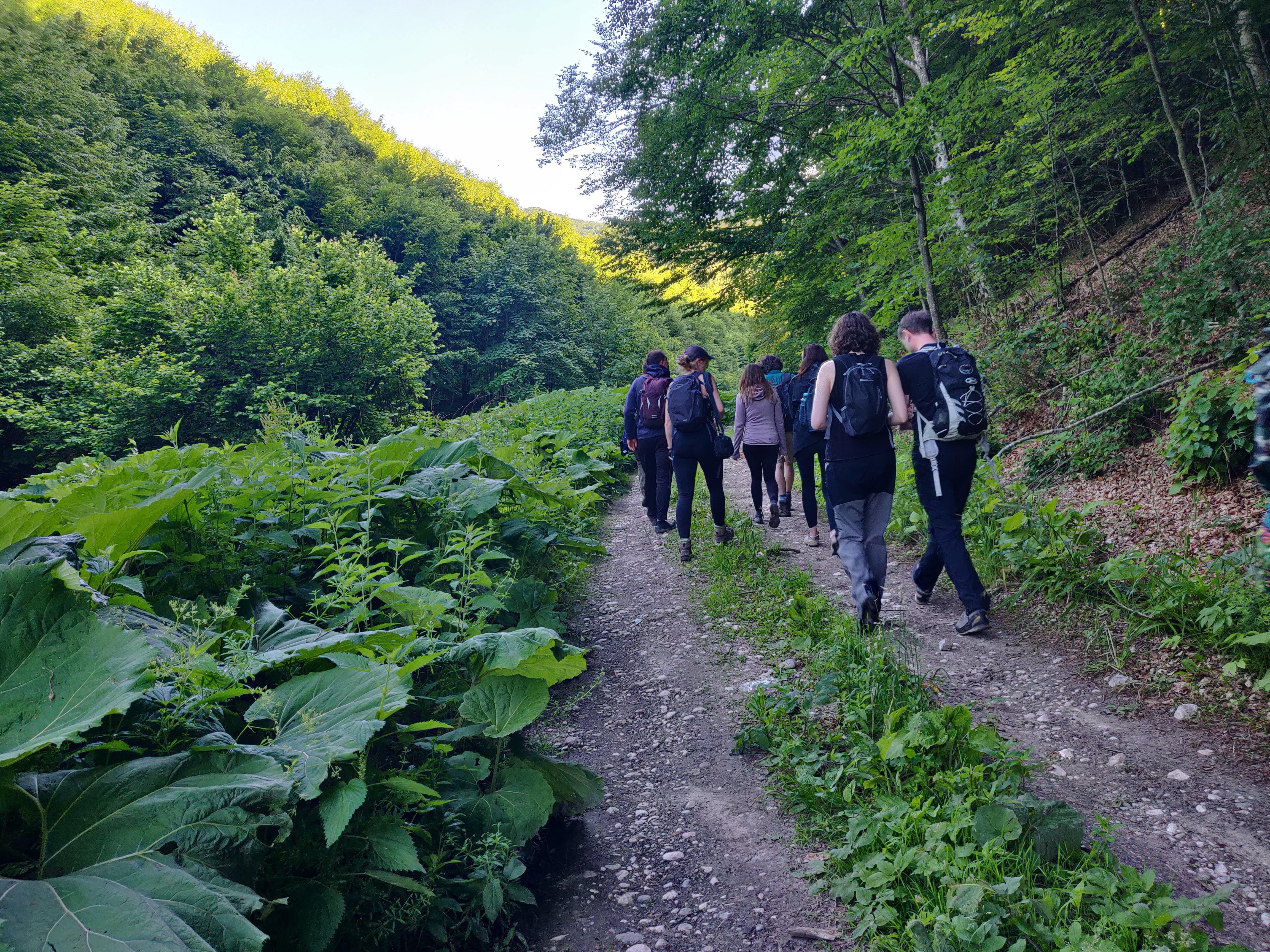 Carpathian Wilderness & Wildlife Watching Tour from Brasov
