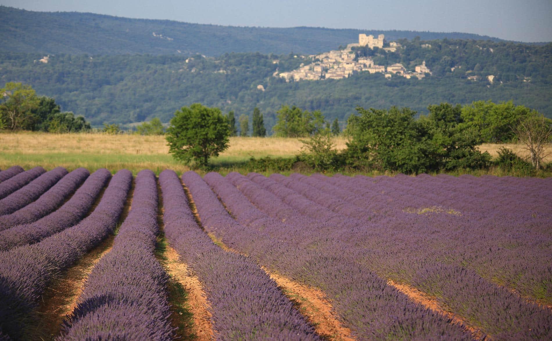 Private day tour: Valensole Lavender Fields, Moustiers & Verdon Canyon