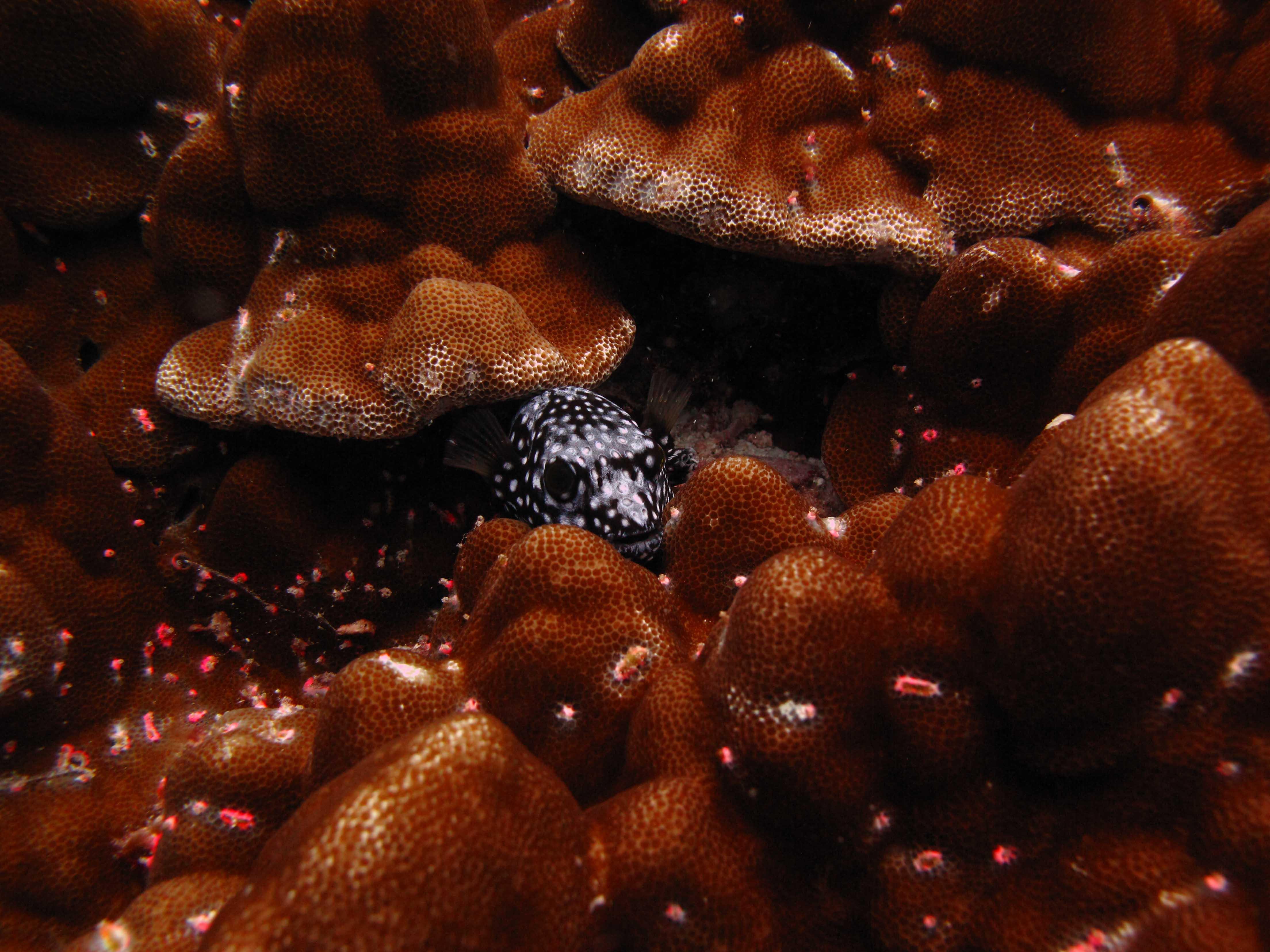 Cabo San Lucas Marine Park: Two-Tank Scuba Diving Adventure