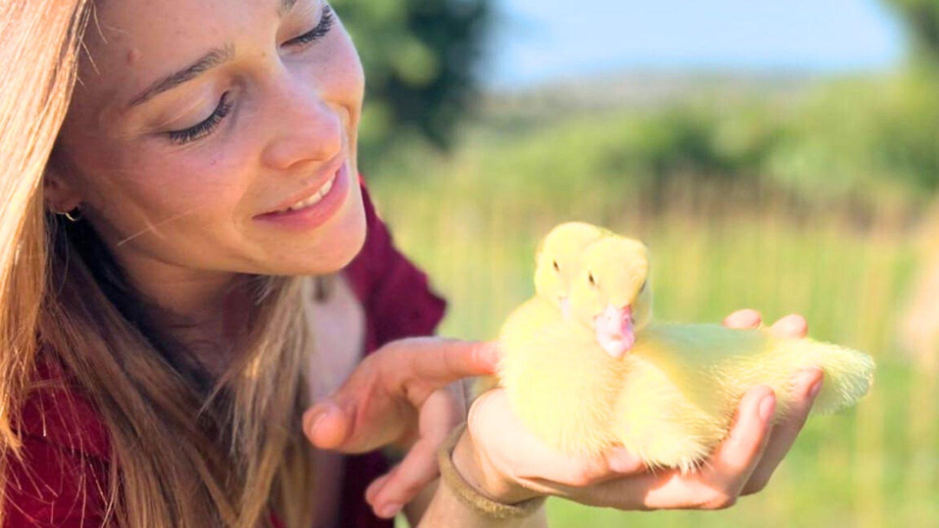 Gallura Vineyard Picnic & Farm Animal Experience