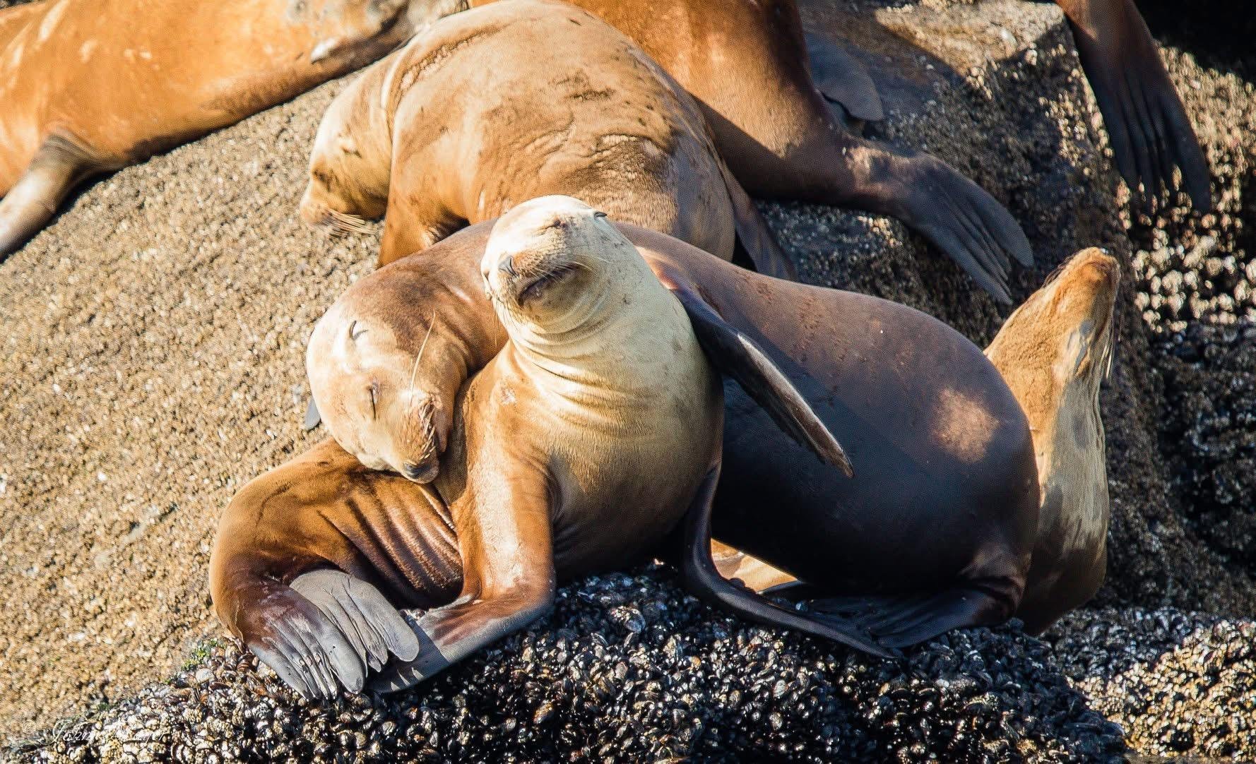 California sea lions resting on a rock