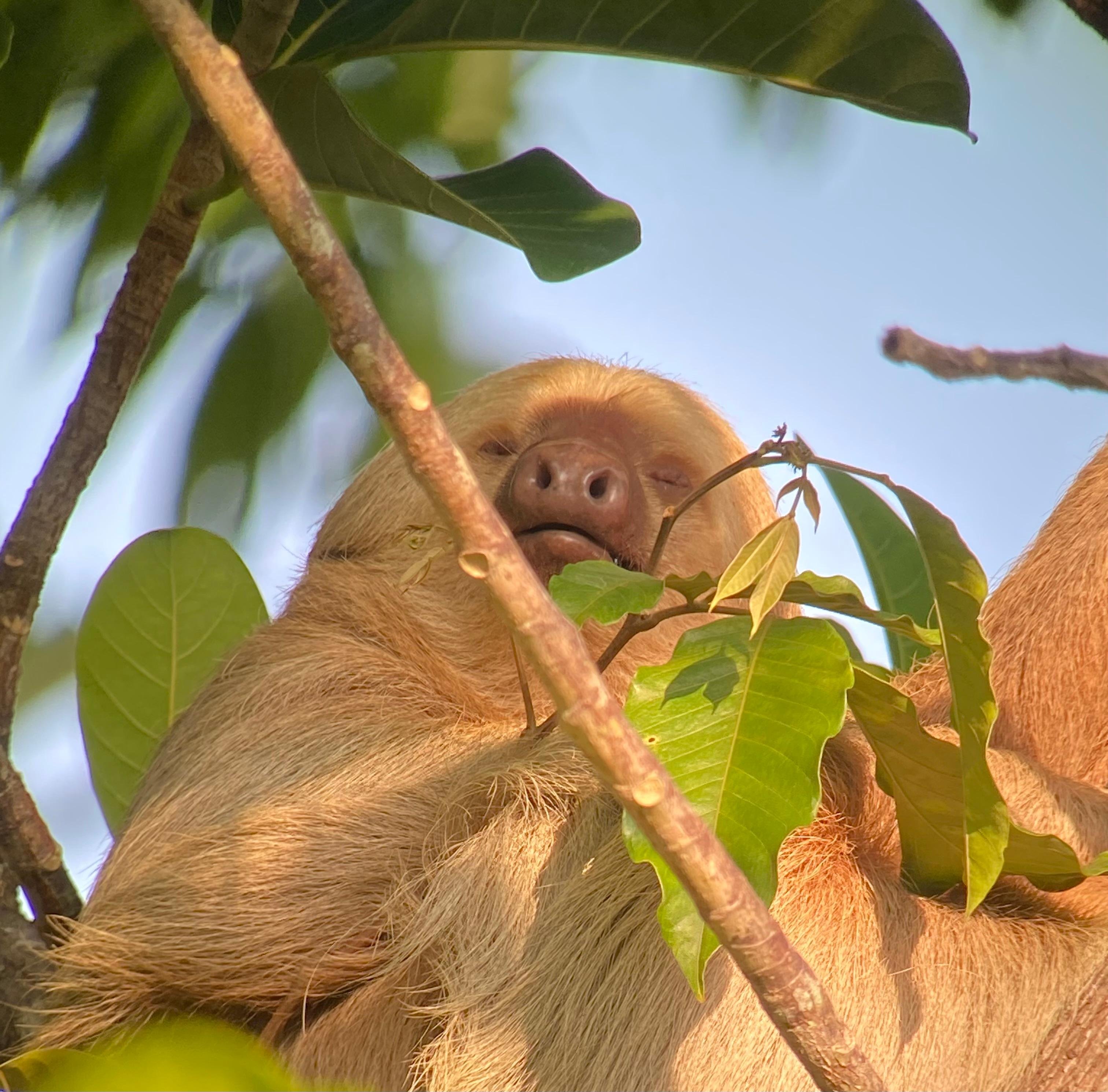Manuel Antonio National Park: Naturalist-Led Wildlife Walking Tour