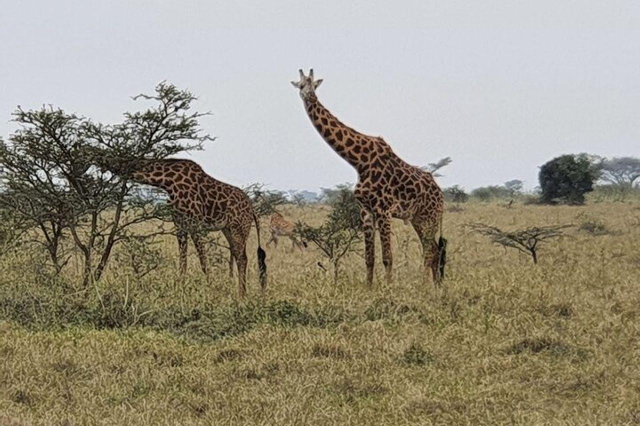 3-Day Maasai Mara Shared Jeep Safari from Nairobi