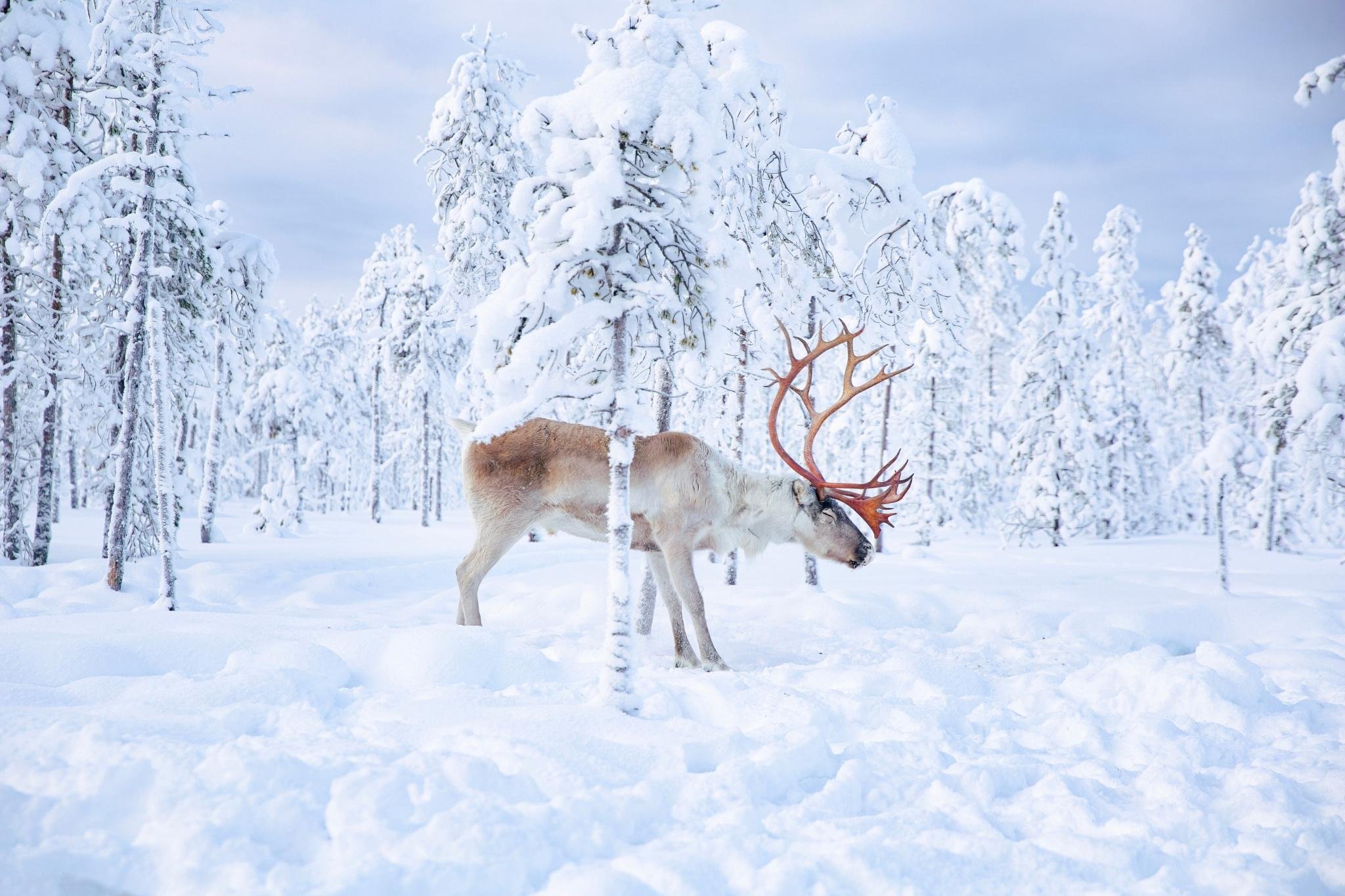 Rovaniemi Reindeer Safari & Sled Ride with Sámi Heritage