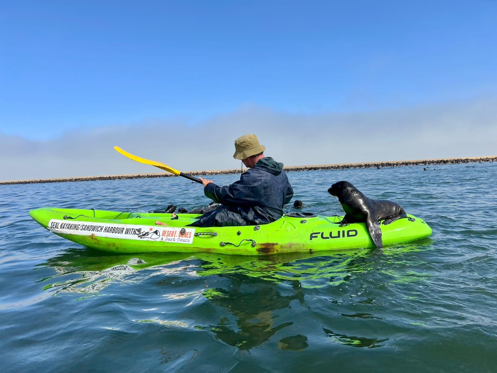 Pelican Point Seal Kayaking Adventure