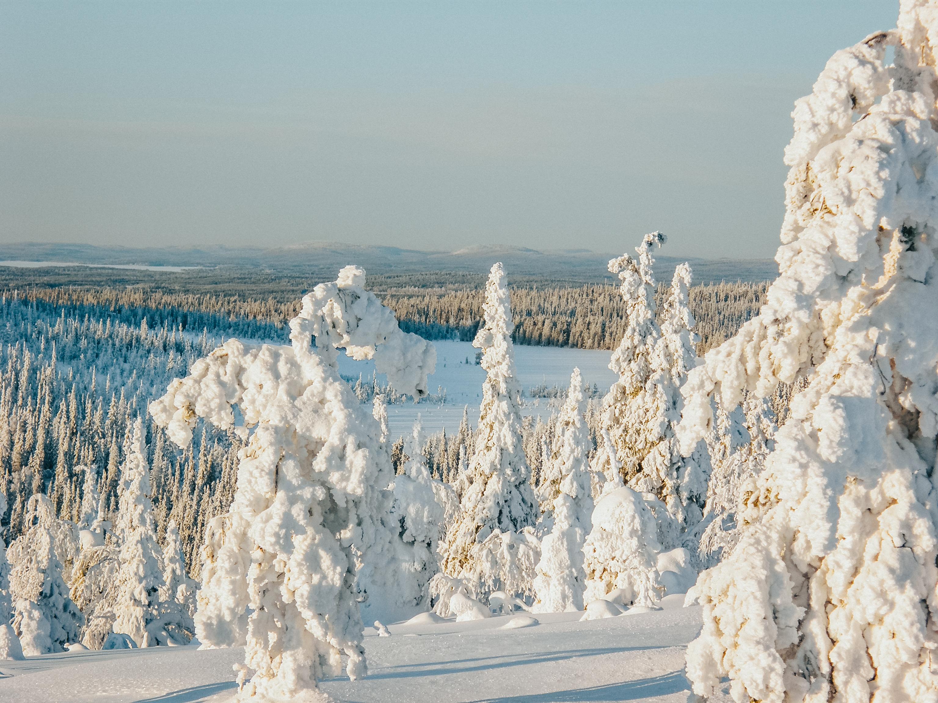 Riisitunturi National Park: Husky Sledding & Wilderness Exploration