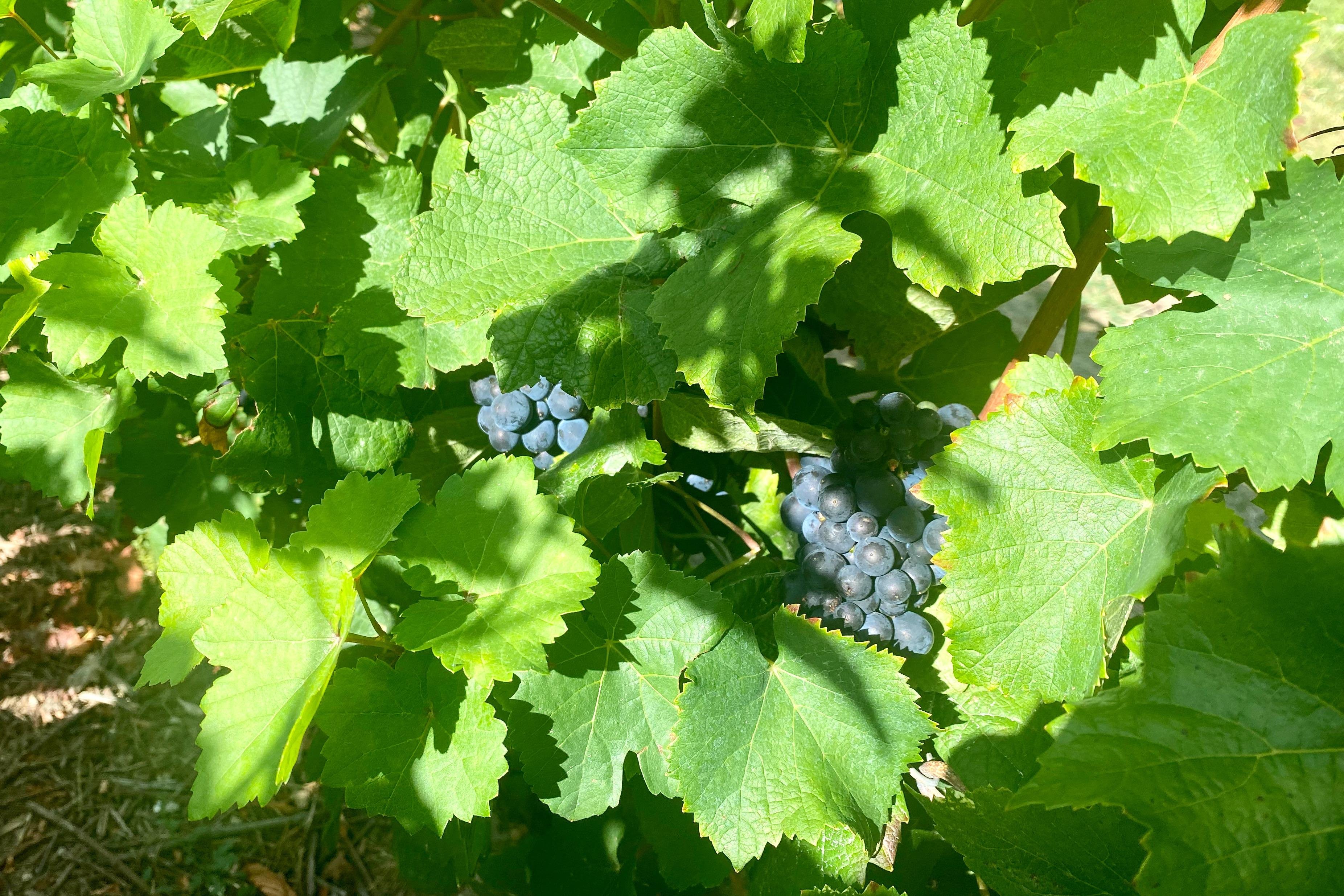 Private Champagne tour — Mercedes V-Class, riddling racks, grower vigneron lunch, 9-glass tasting — image 7