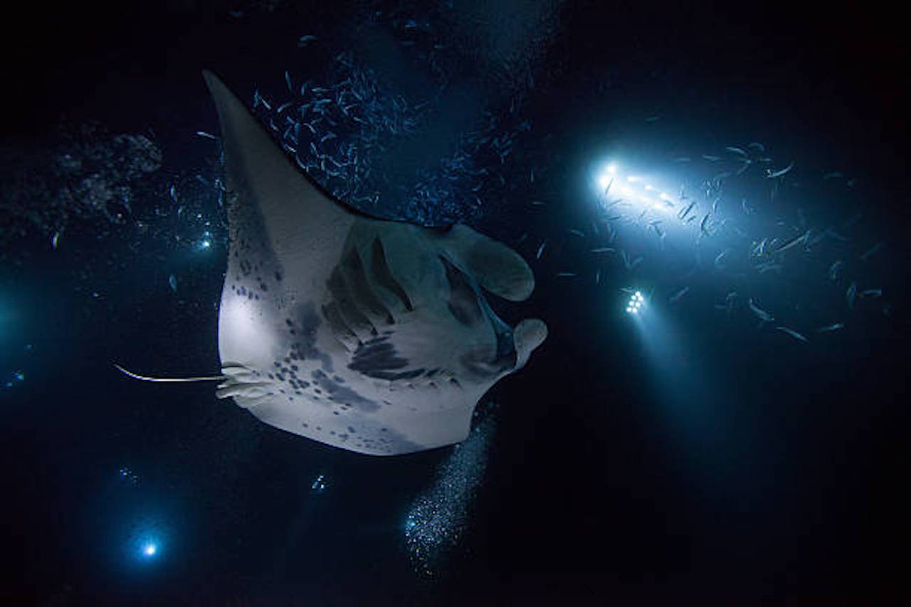 Kailua-Kona Nighttime Manta Ray Boat Experience